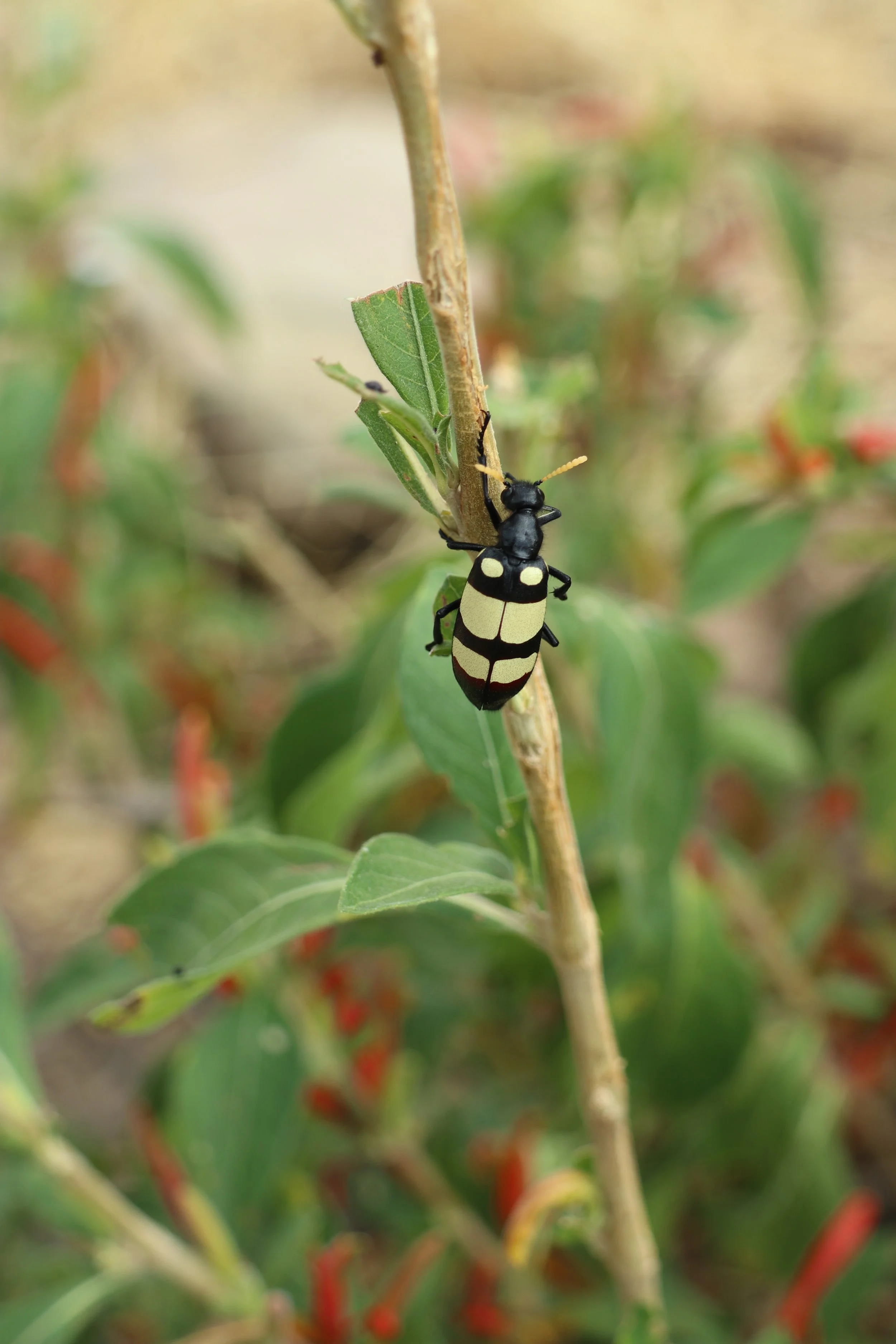 south africa safari InRetreat 16.jpeg