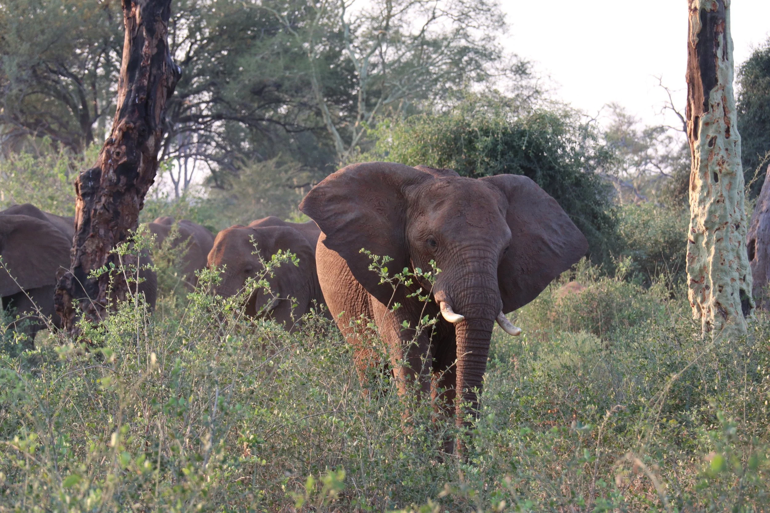south africa safari InRetreat 10.jpeg