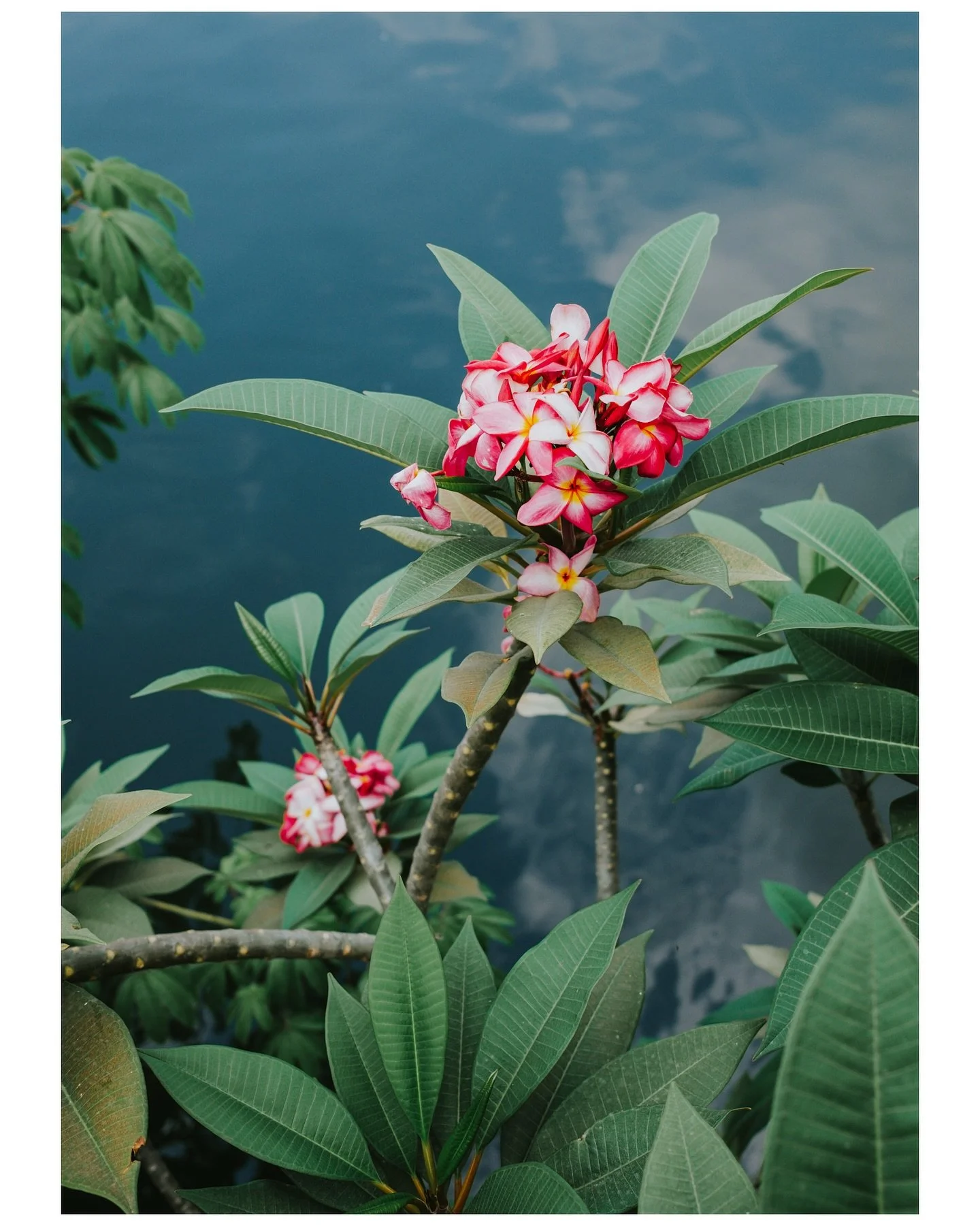 Kalachuchi, otherwise known as the Frangipani 🌸

📷X100VI

#andreainplaces #fujifilm #fujifilmx_au #fujifilmx100VI #x100vi #greenblooded #travelphotography #photography #travel #featuremeteds #philippines #manila #flower #frangipani