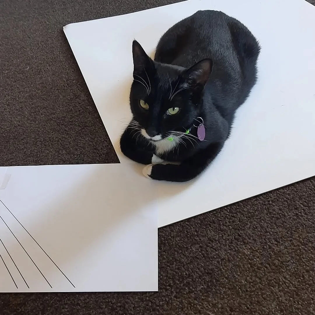 Remy's helping me with my experiment... 🐈‍⬛
#thebrotherskitten #missingfinn #Remy #kittens
#tamrynhoward #glassstudio #stainedglassstudio #leadlightstudio #glassartist #glassartistnz #stainedglass #stainedglassnz #leadlight #leadlightnz #nzhand