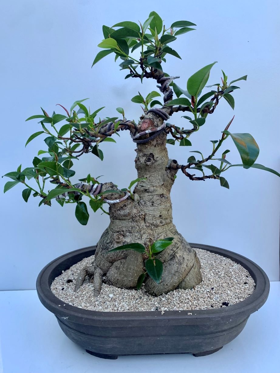 Port Jackson Fig  MADAM BONSAI