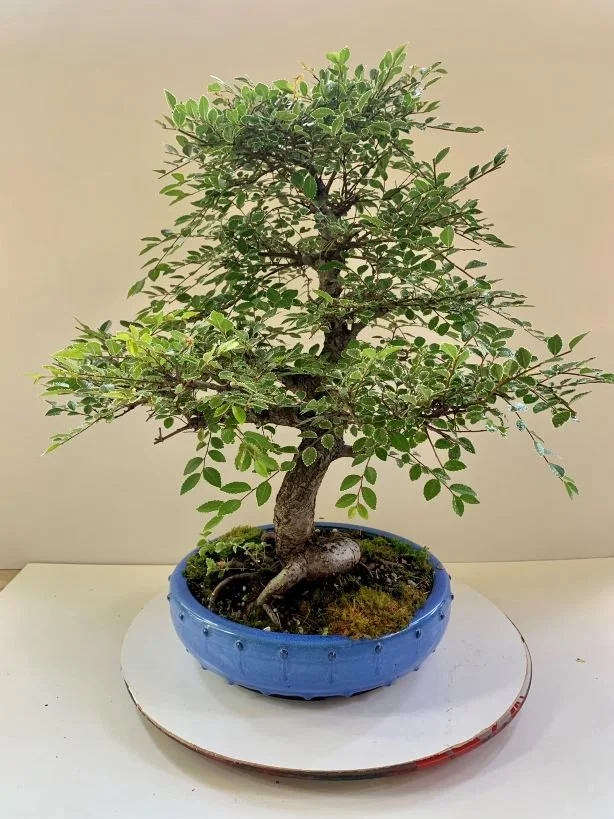 Variegated Chinese Elm Bonsai  MADAM BONSAI