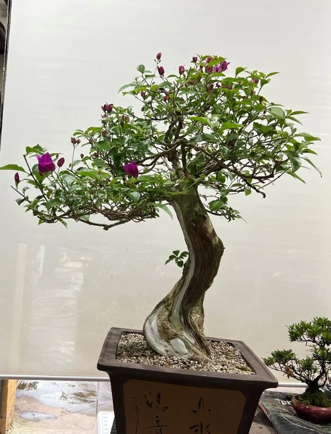 Bougainvillea Bonsai  MADAM BONSAI