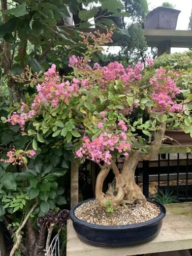 large money tree plant for sale 3-5 FT Money Tree- NYC, NJ, CT, Boston, Providence, Washington DC,  Baltimore, Philadelphia, Princeton, Long Island, and Upstate NY Local Plant