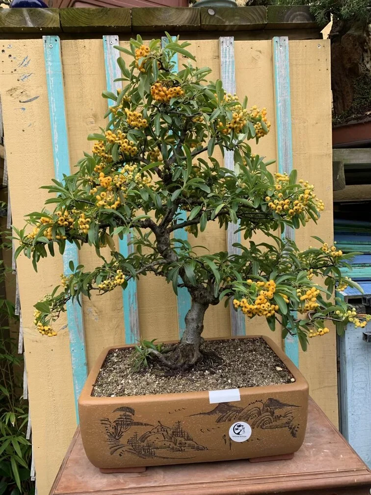 Yellow Firethorn bonsai (pyracantha)  MADAM BONSAI