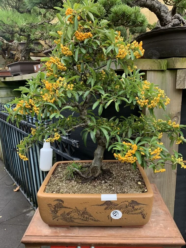Yellow Firethorn bonsai (pyracantha)  MADAM BONSAI
