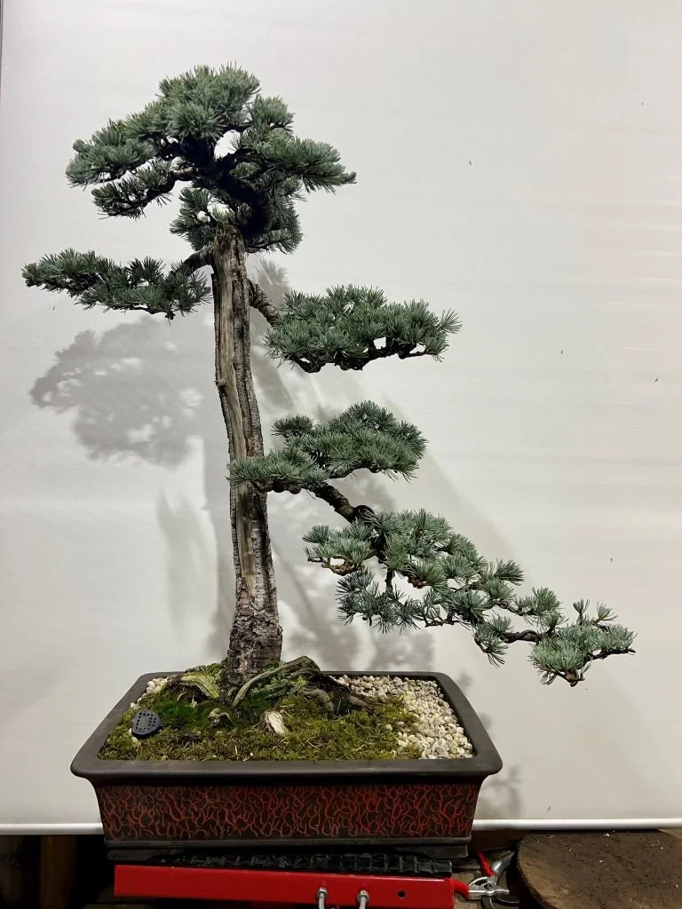 Atlantic Blue Cedar Bonsai  MADAM BONSAI