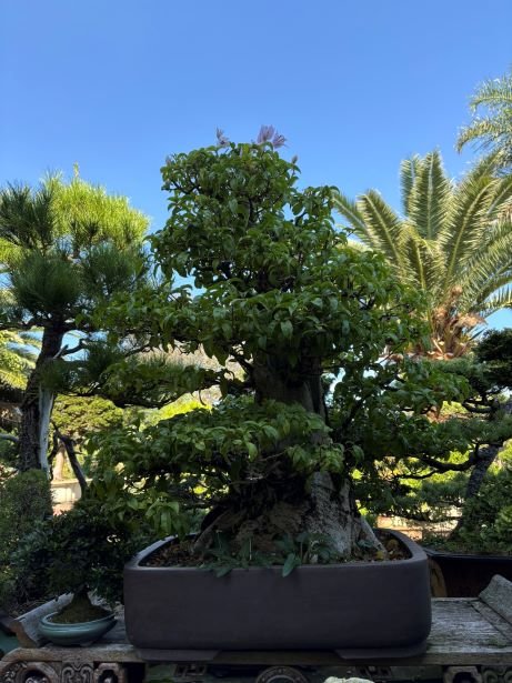 Madam bonsai melbourne 2025 49.jpg