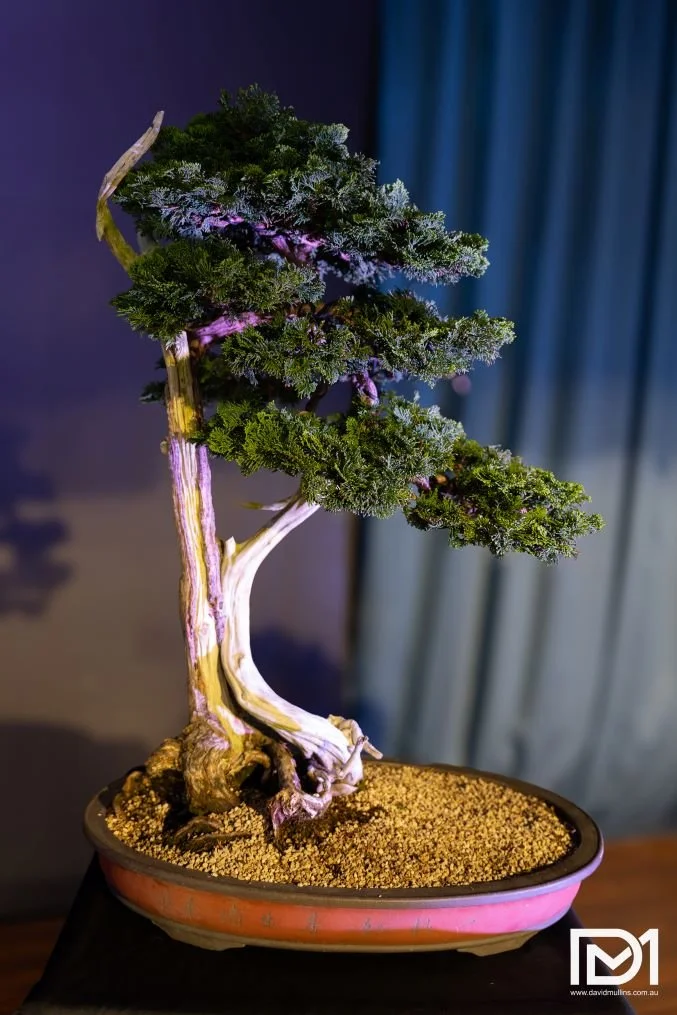 madam bonsai Dwarf Jade Mame in Willow Bonsai Pot – Bonsai Bar main image 0