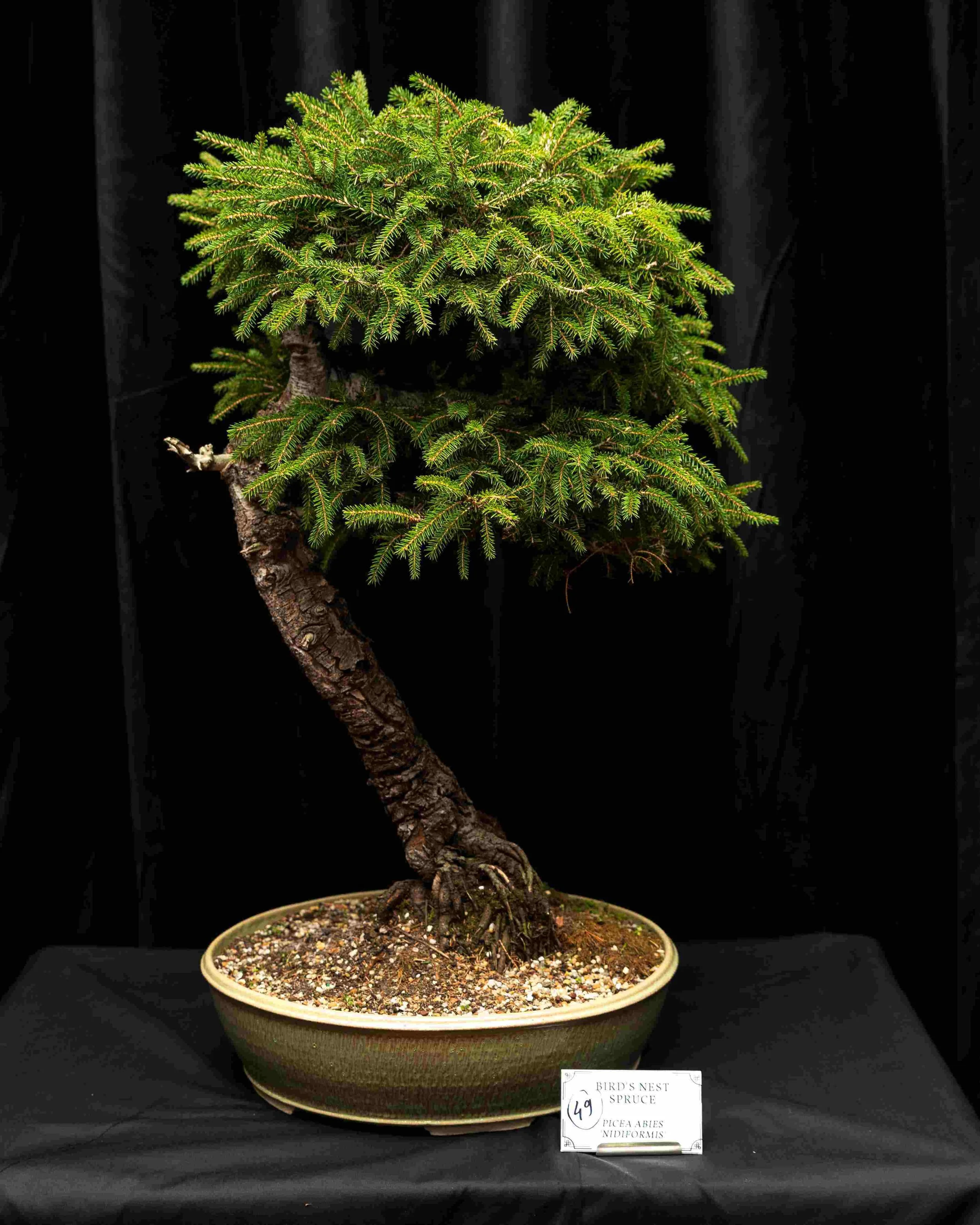 42rc9HZO - Copy - Copy.jpg