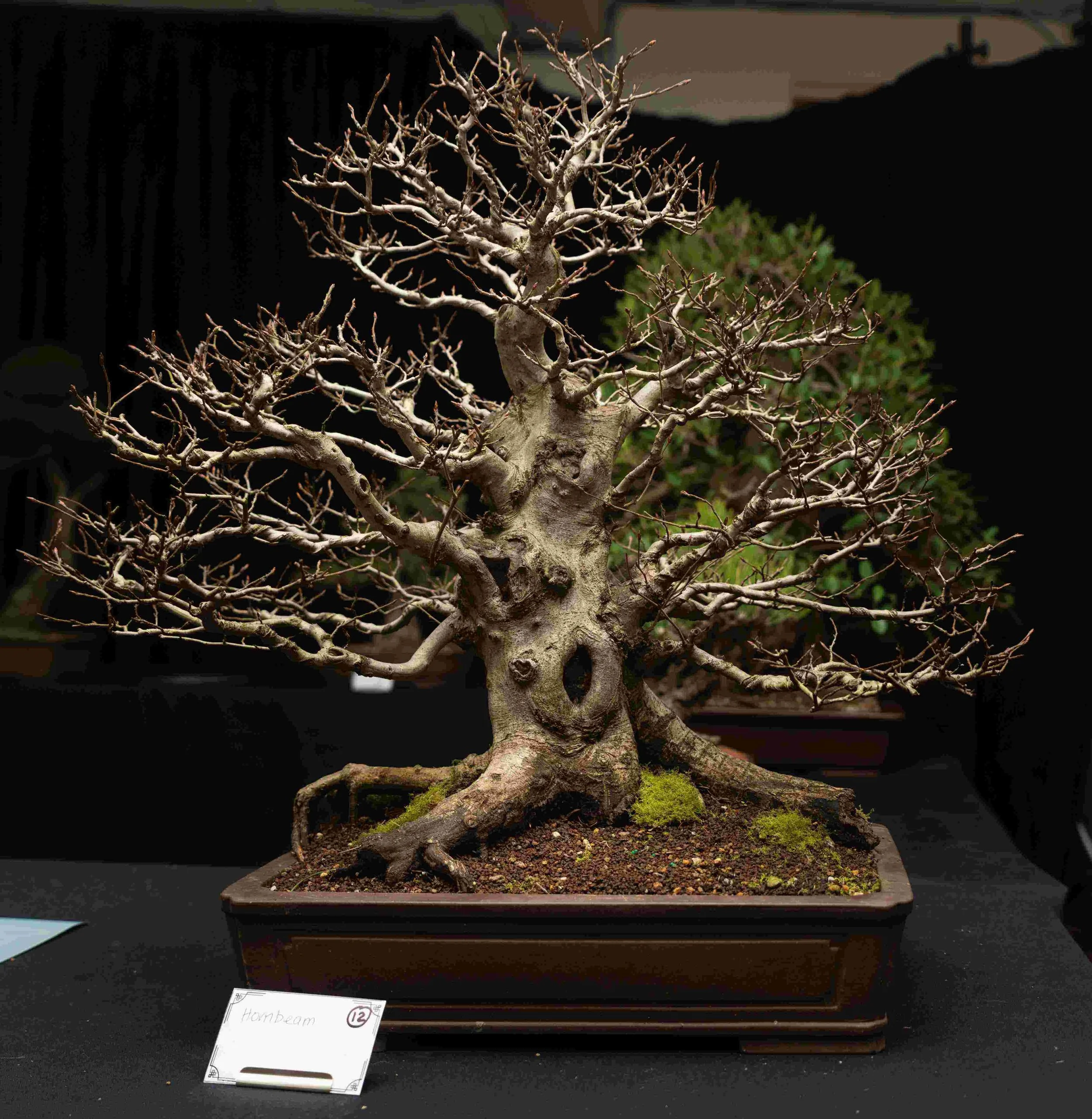 HLvJGicR - Copy - Copy.jpg