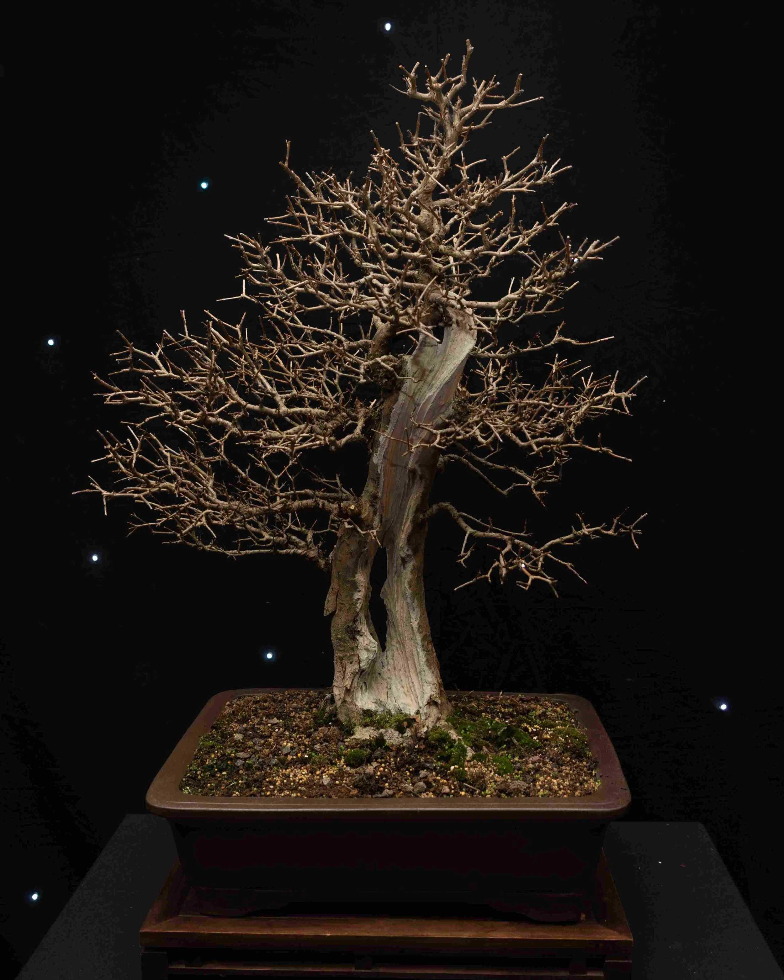 8eMCTLZq - Copy - Copy.jpg