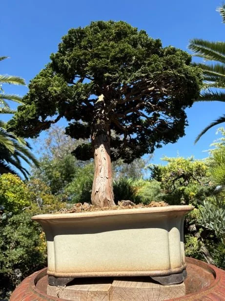 imitation bonsai trees 10” Cedar Bonsai Artificial Tree In Decorative Planter – LeLe Floral main image 1