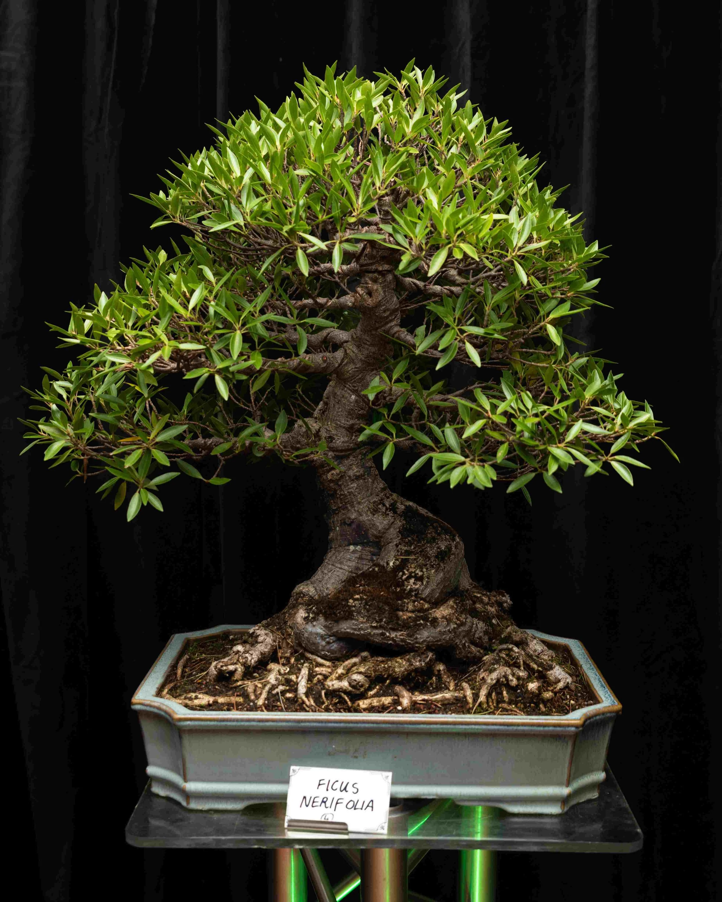 UHYiYrL4 - Copy - Copy.jpg