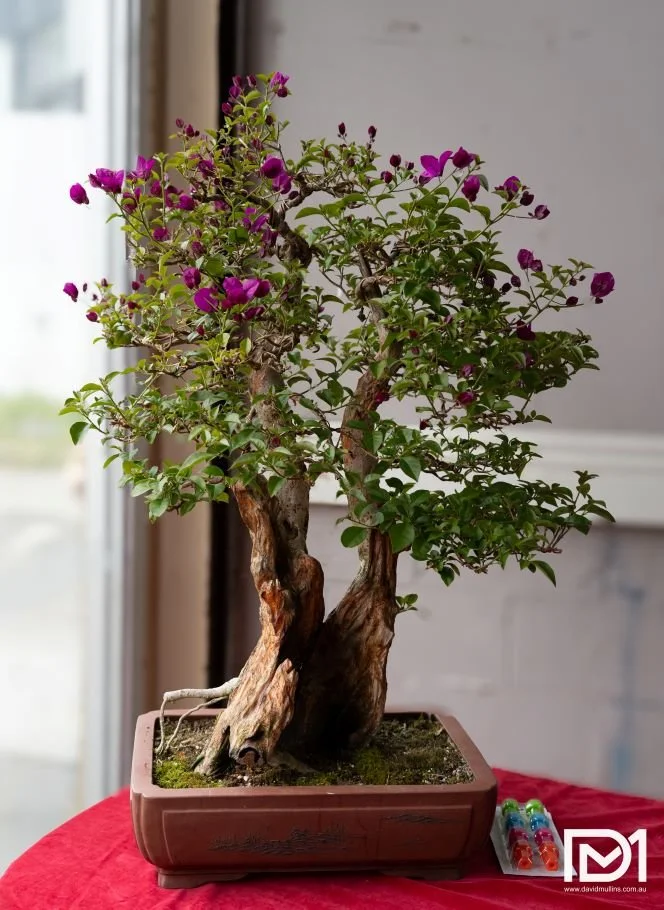Madam Bonsai Gallery  MADAM BONSAI