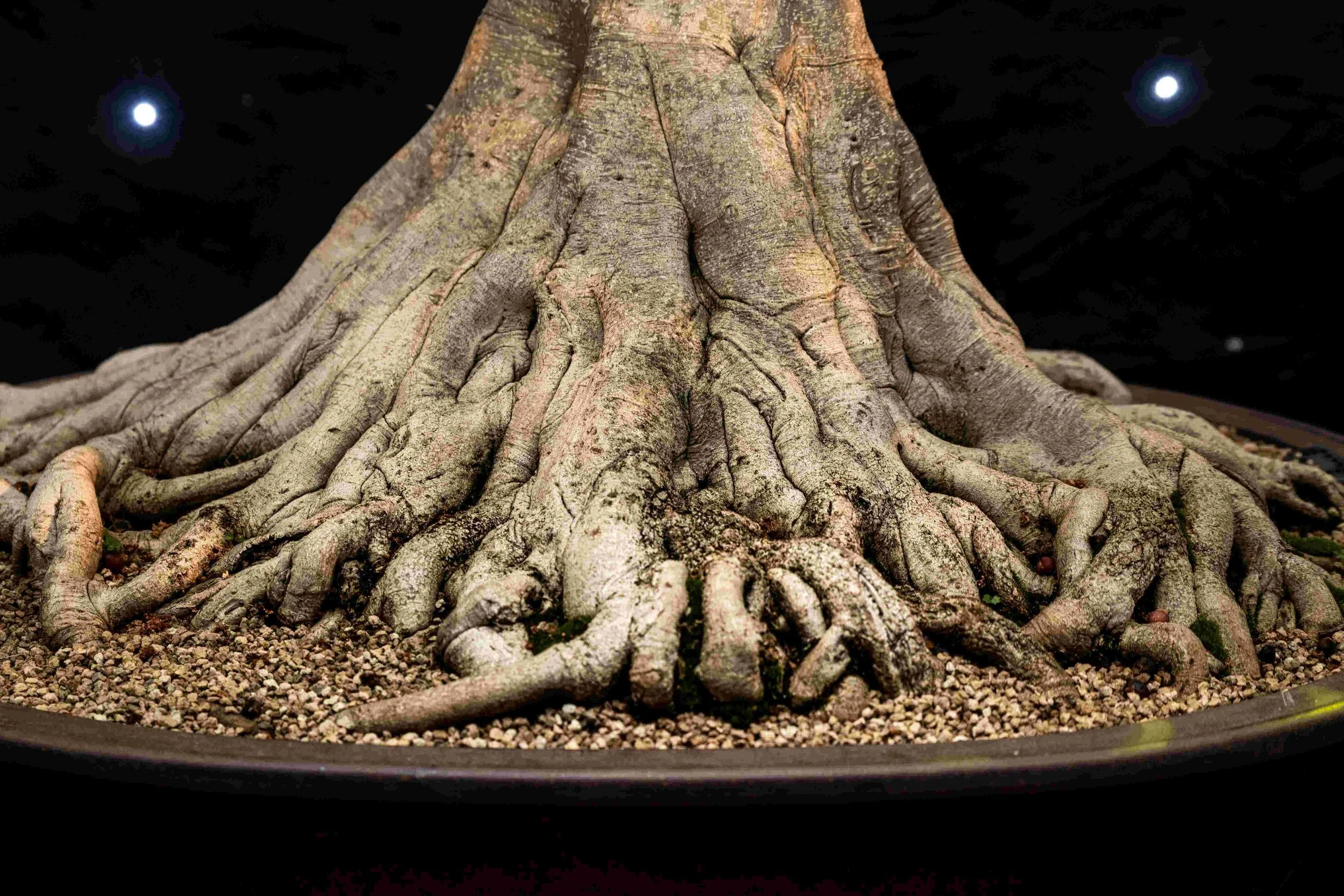 Bonsai Show June 2023-2 - Copy - Copy.jpg