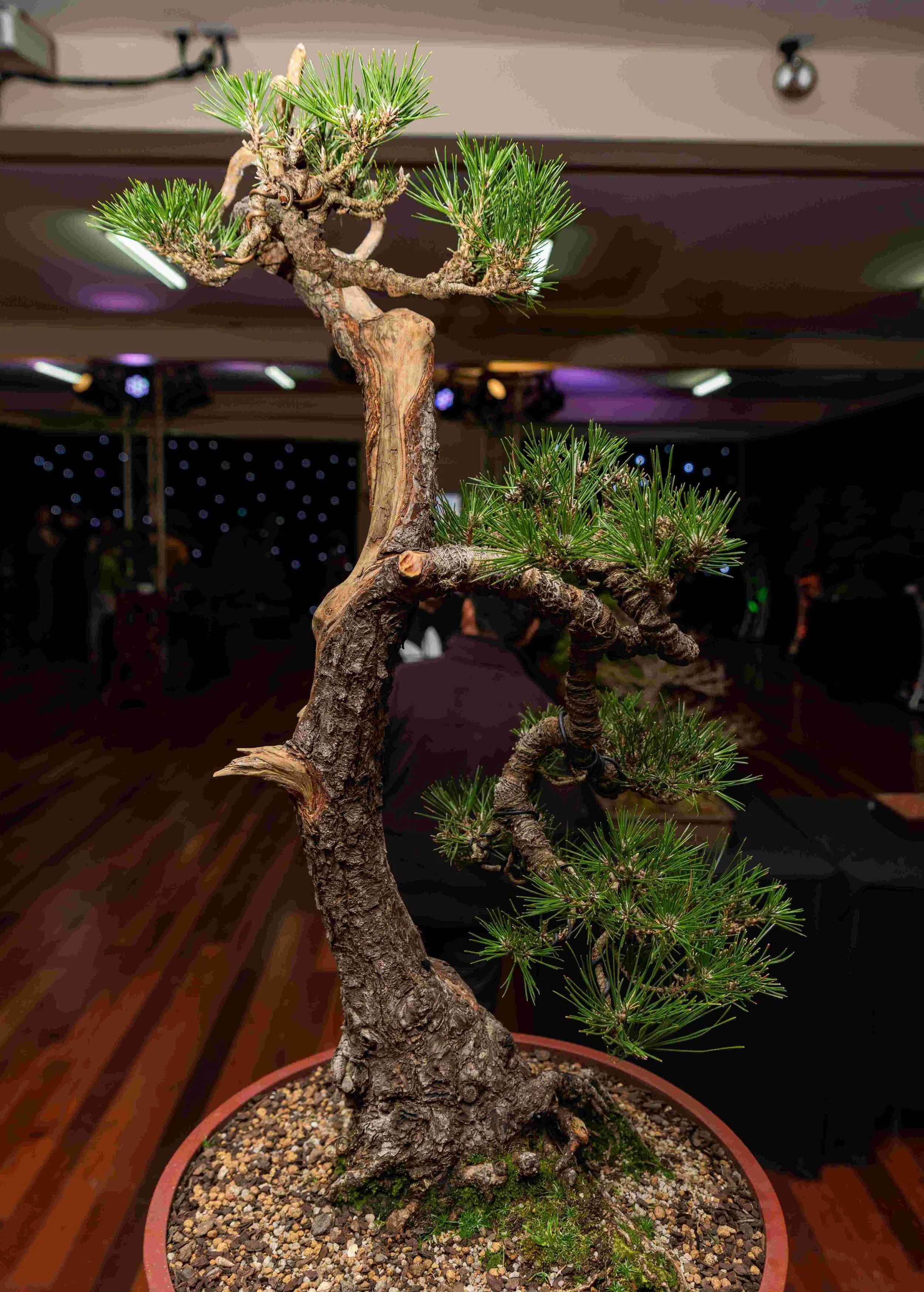 j5IMnWwY - Copy - Copy.jpg