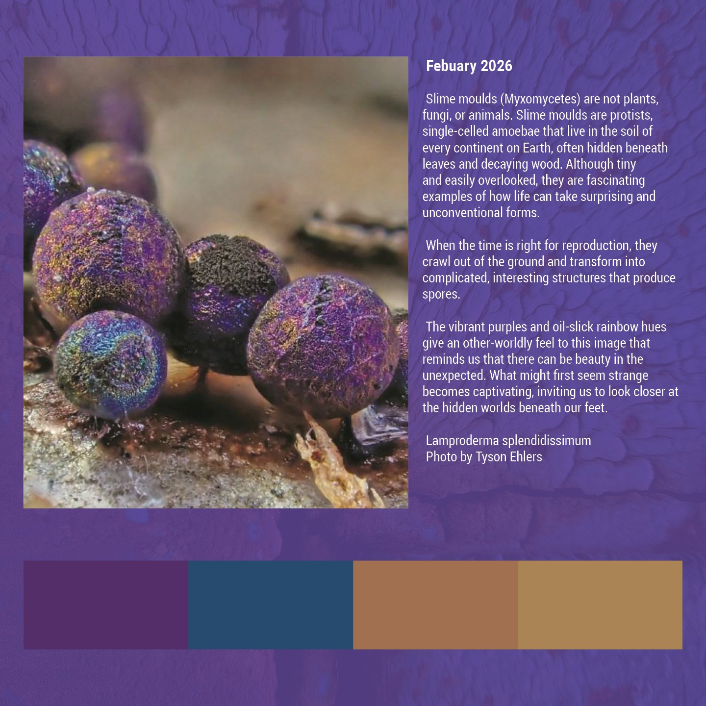 Beauty in decay social4.jpg