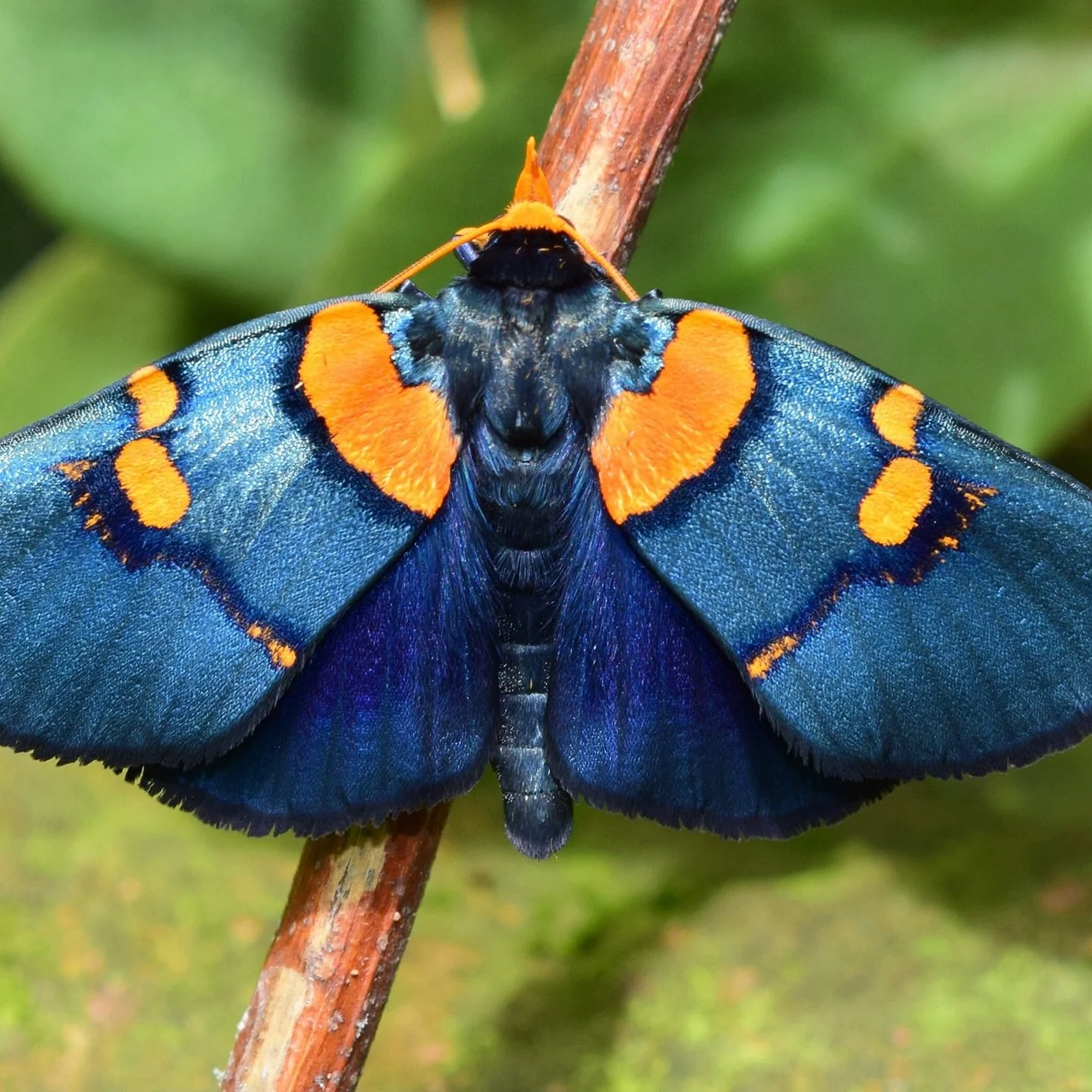 moth club social 114.jpg