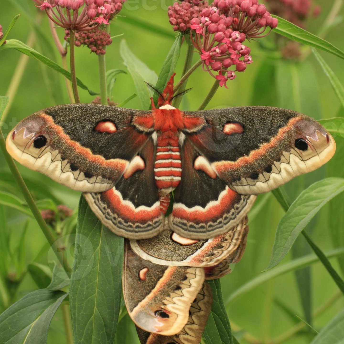 moth club social 15.jpg