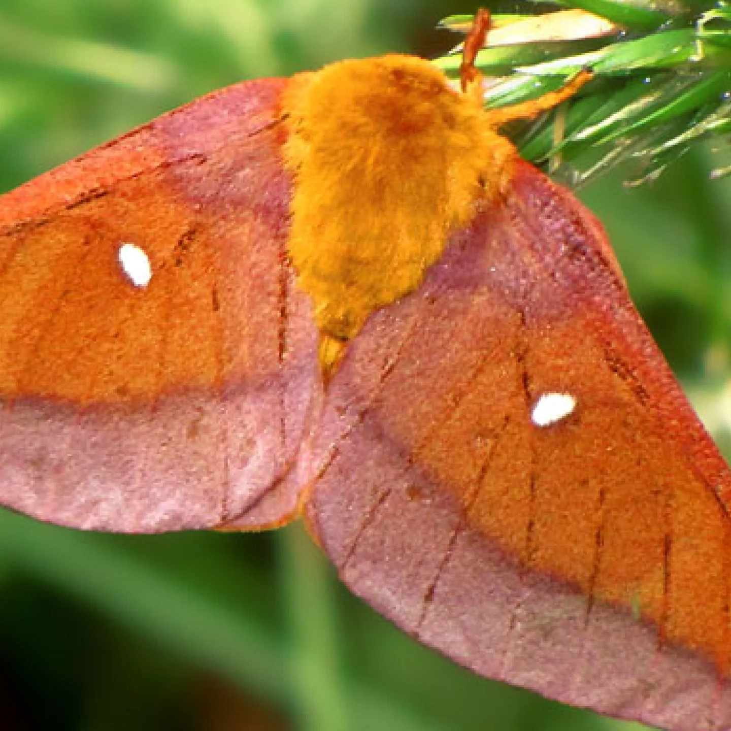 moth club social 113.jpg