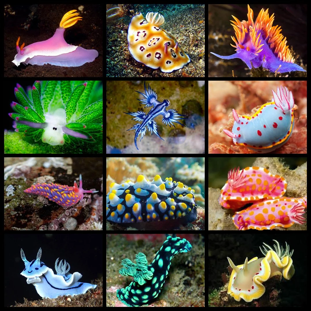 sea slug club - social - web2.jpg
