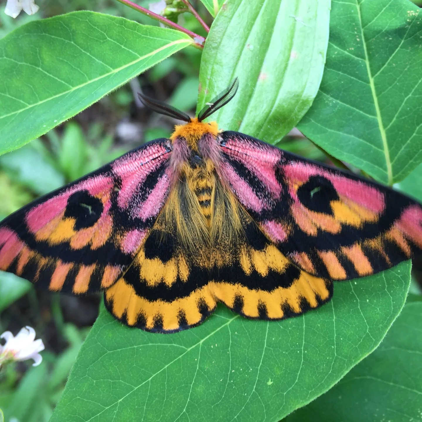 moth club social 111.jpg