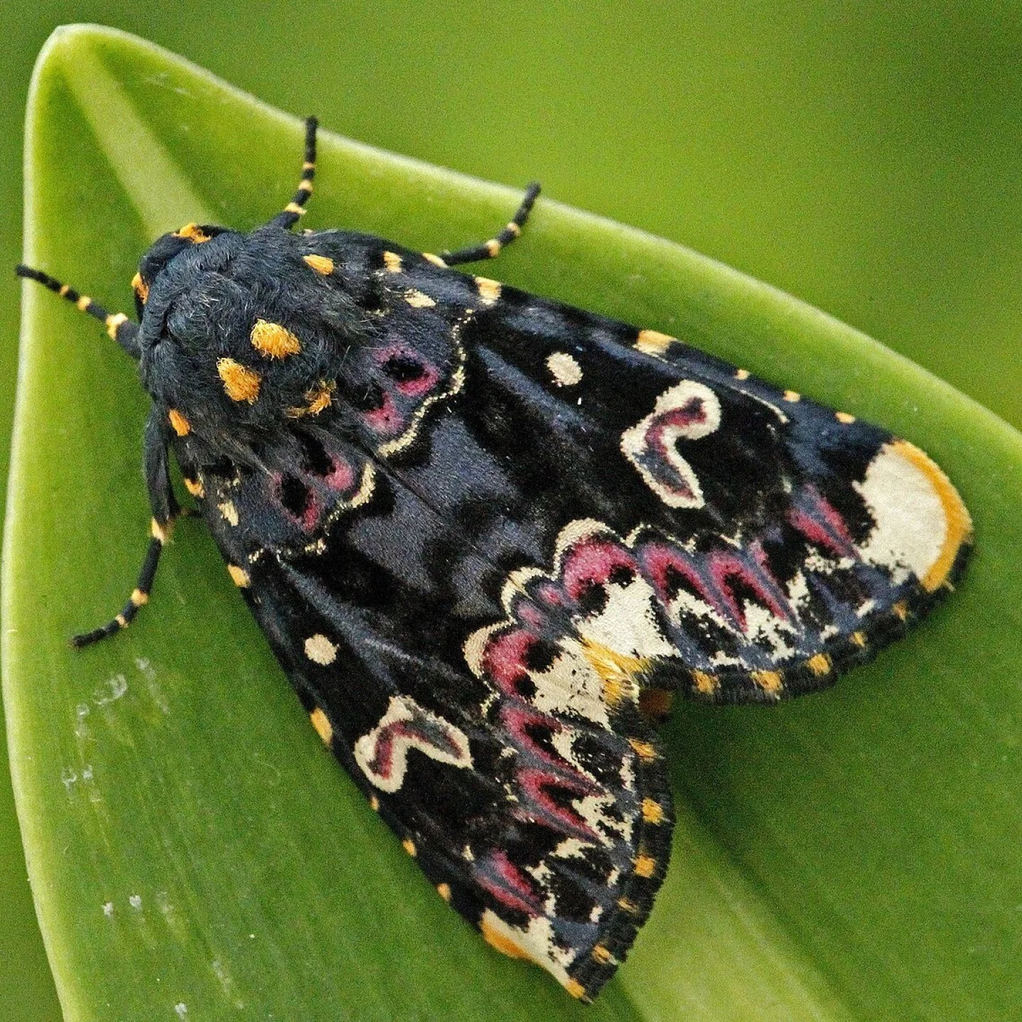 moth club social 112.jpg