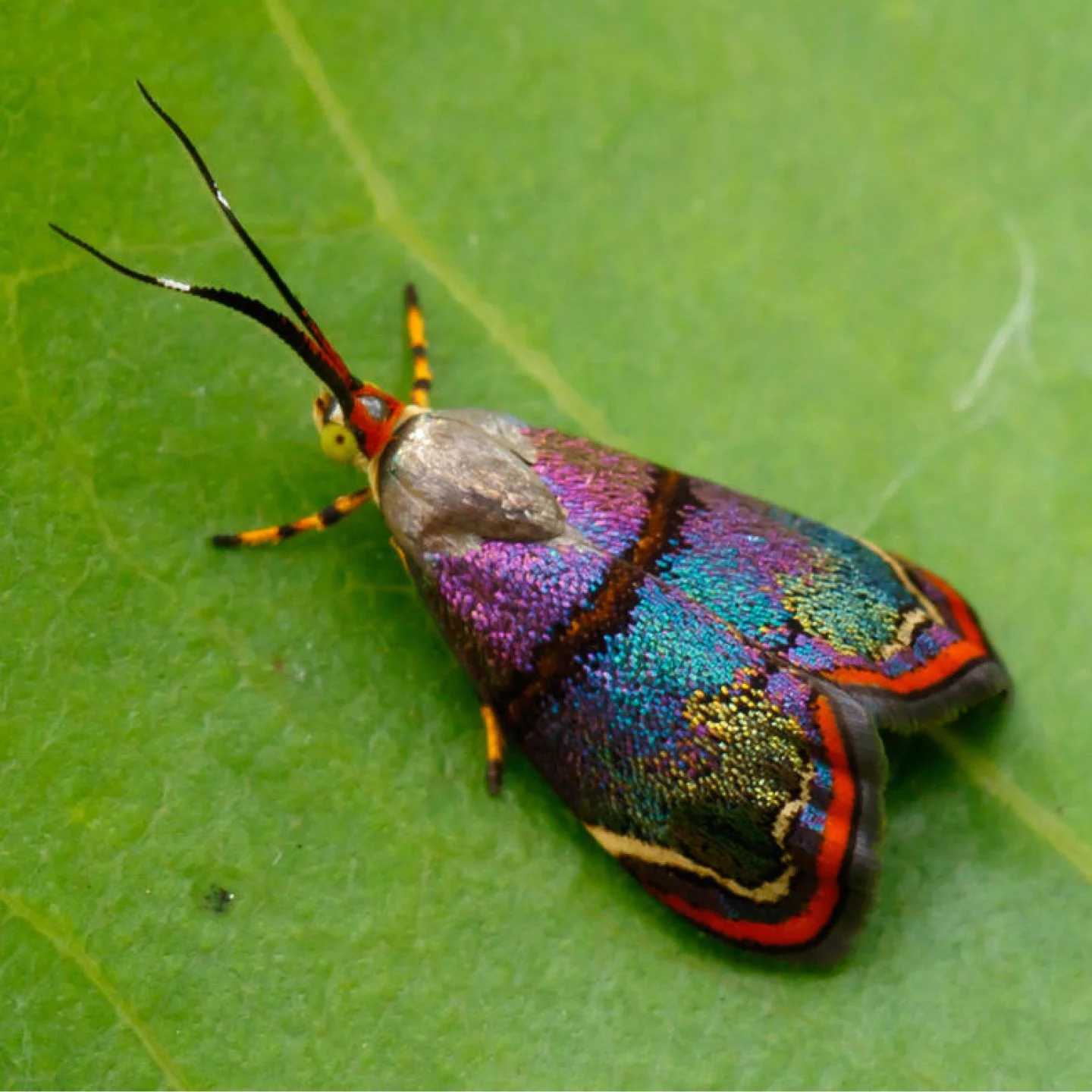 moth club social 110.jpg