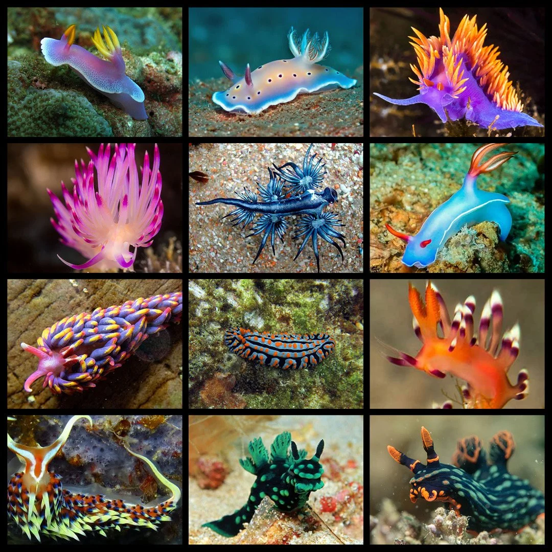 sea slug club - social2 - web.jpg