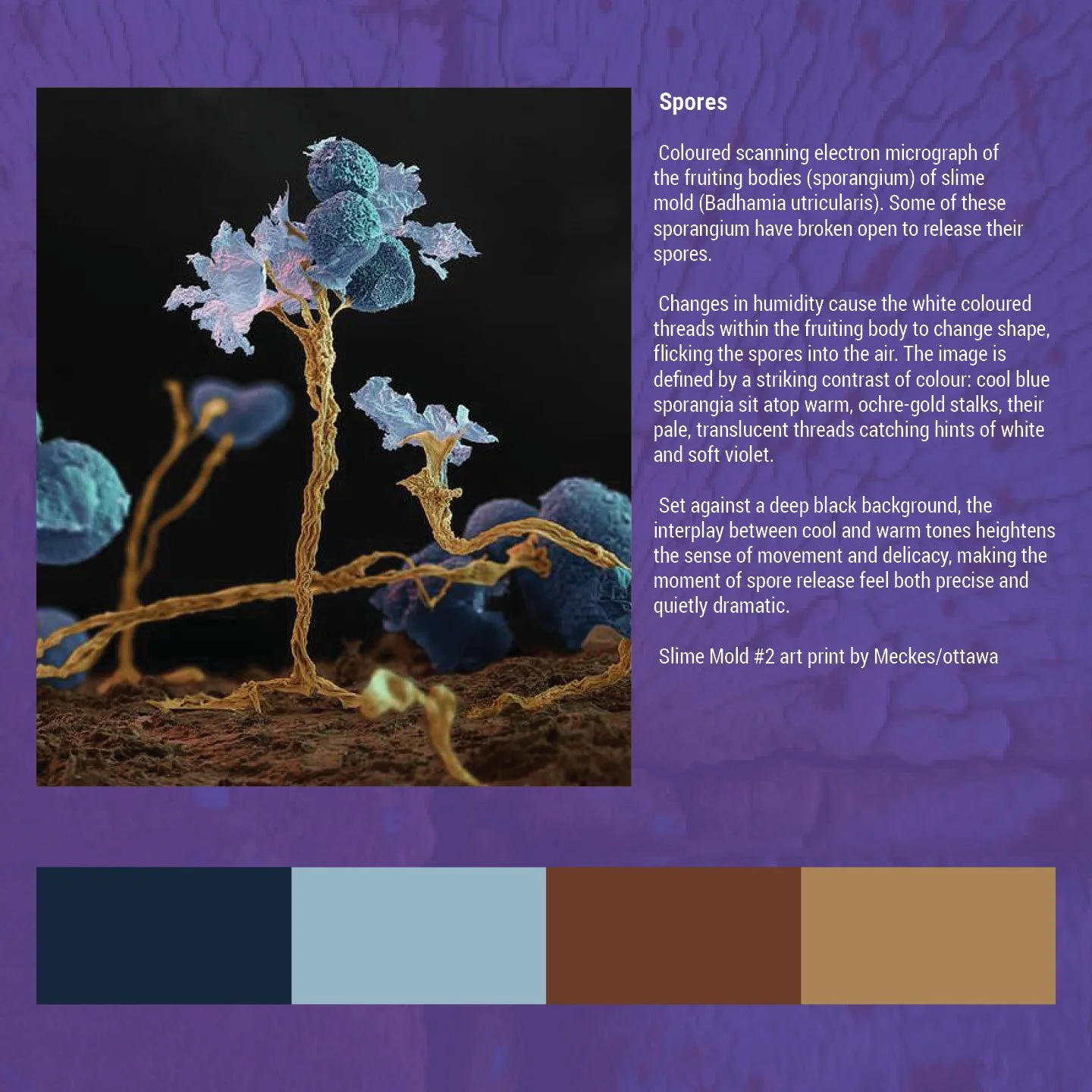 Beauty in decay social11.jpg