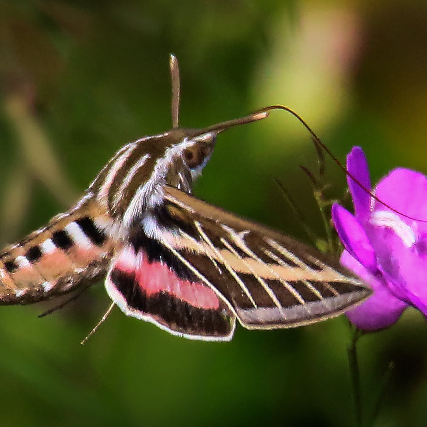 moth club social 16.jpg