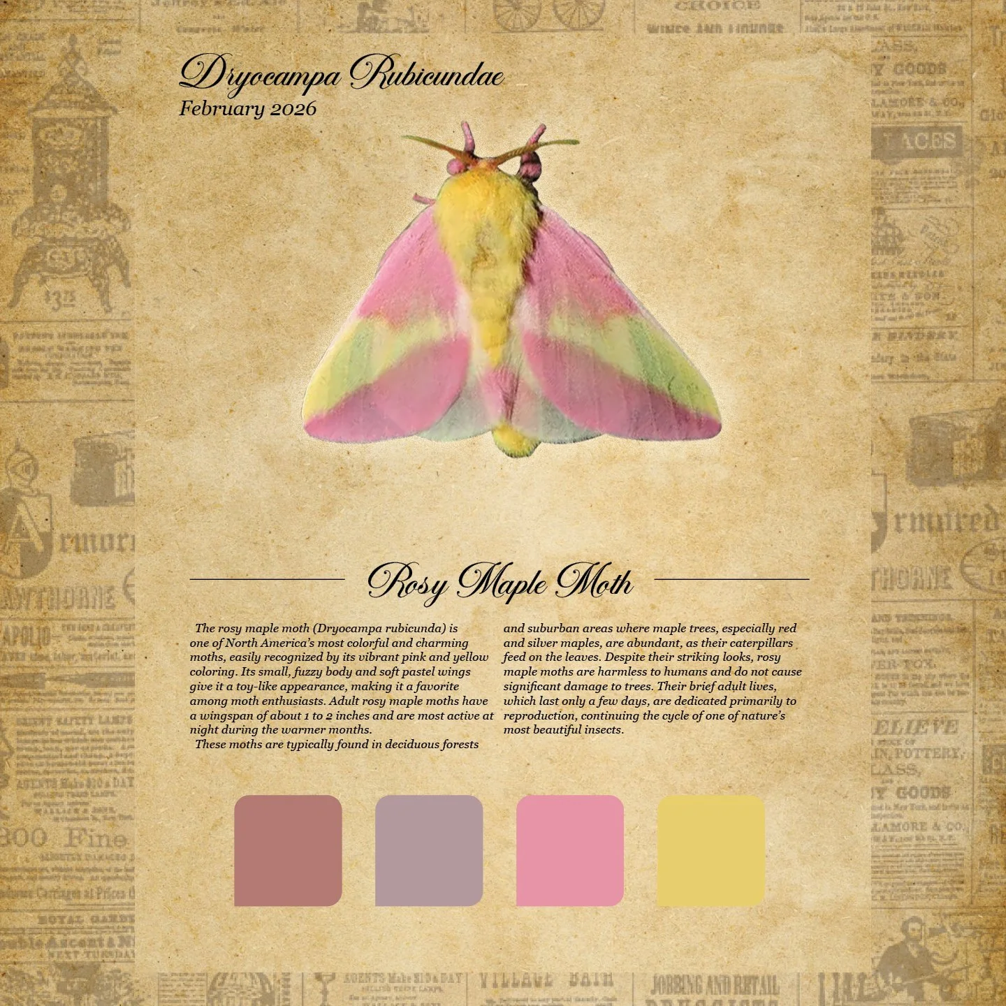 moth club social 15.jpg