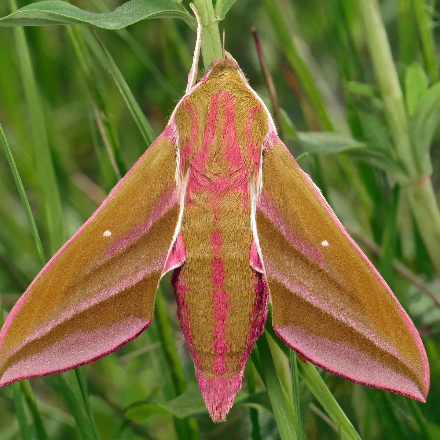 moth club social 17.jpg