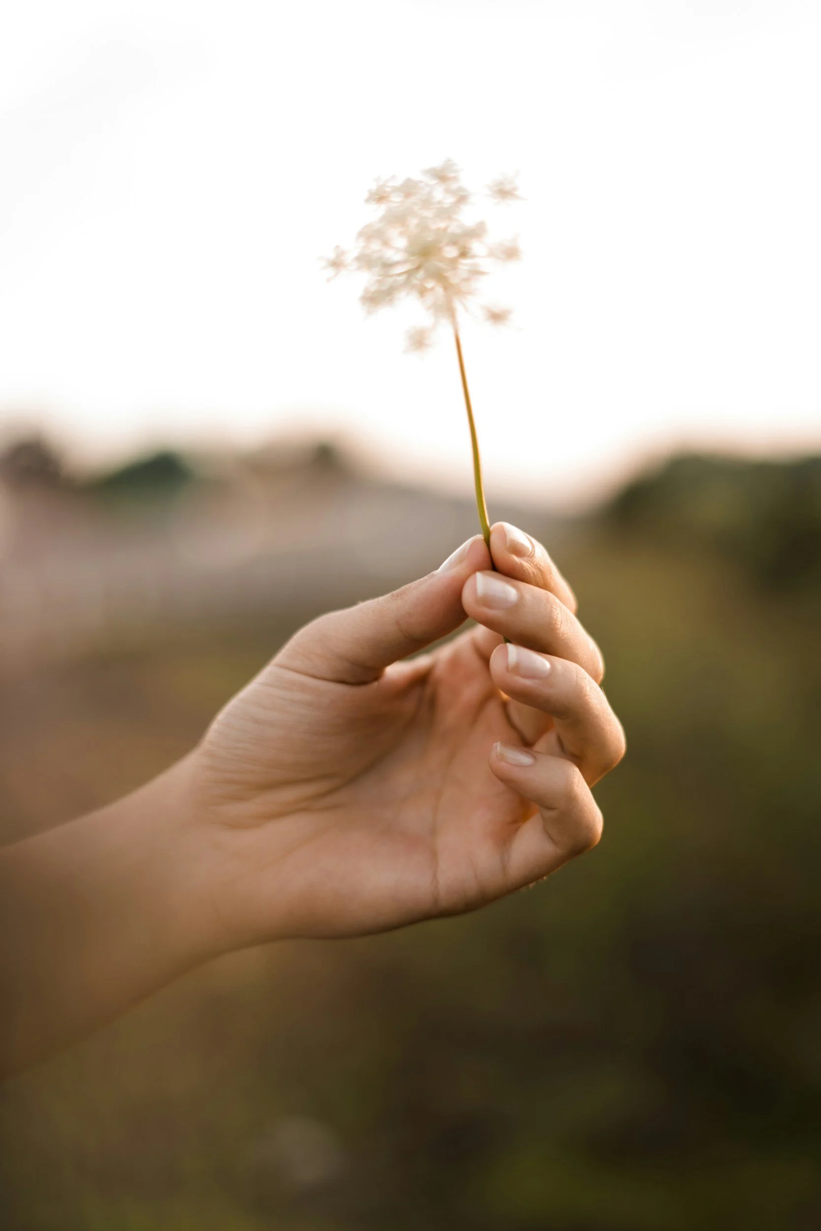 Main tenant une petite plante ou fleur fine avec un fond flou et clair, probablement en extérieur.