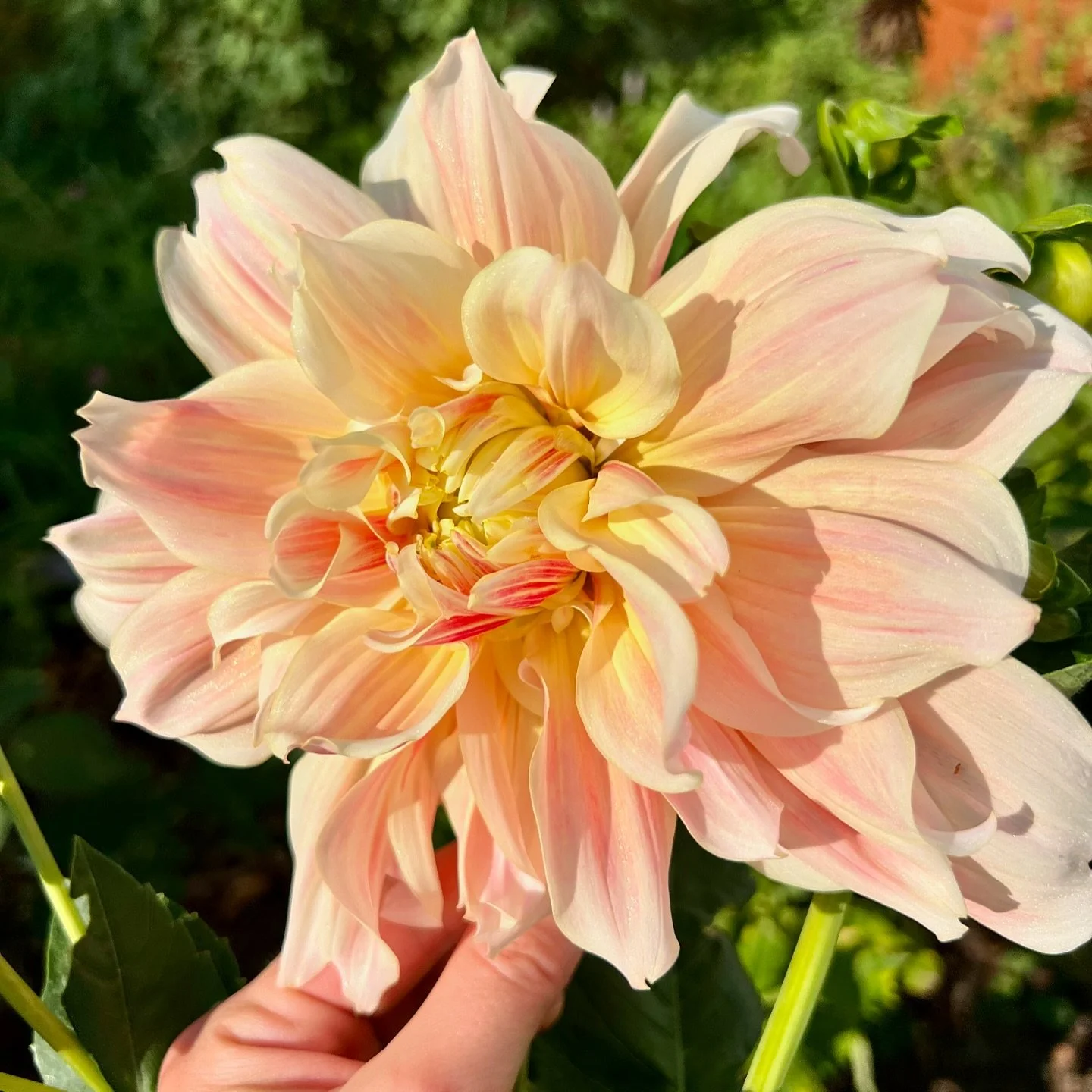 I&rsquo;m so glad I started my garden this spring even though I wasn&rsquo;t going to be home very much. These dahlias are such a sweet late summer and early fall gift, and a very fun surprise when they bloom since I haven&rsquo;t been labeling my tu