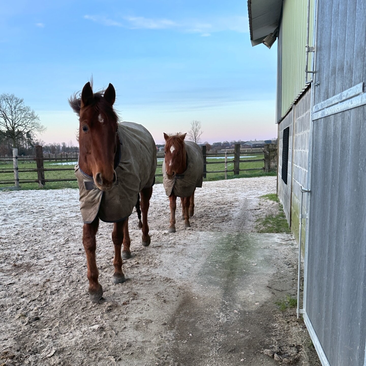 Ook met dit koude gure weer vinden de paarden het heerlijk om buiten te kunnen zijn 💙

www.Remmingtonsranch.be
&mdash;&mdash;&mdash;&mdash;&mdash;&mdash;&mdash;&mdash;&mdash;&mdash;&mdash;&mdash;&mdash;&mdash;&mdash;&mdash;&mdash;&mdash;&mdash;&mdas