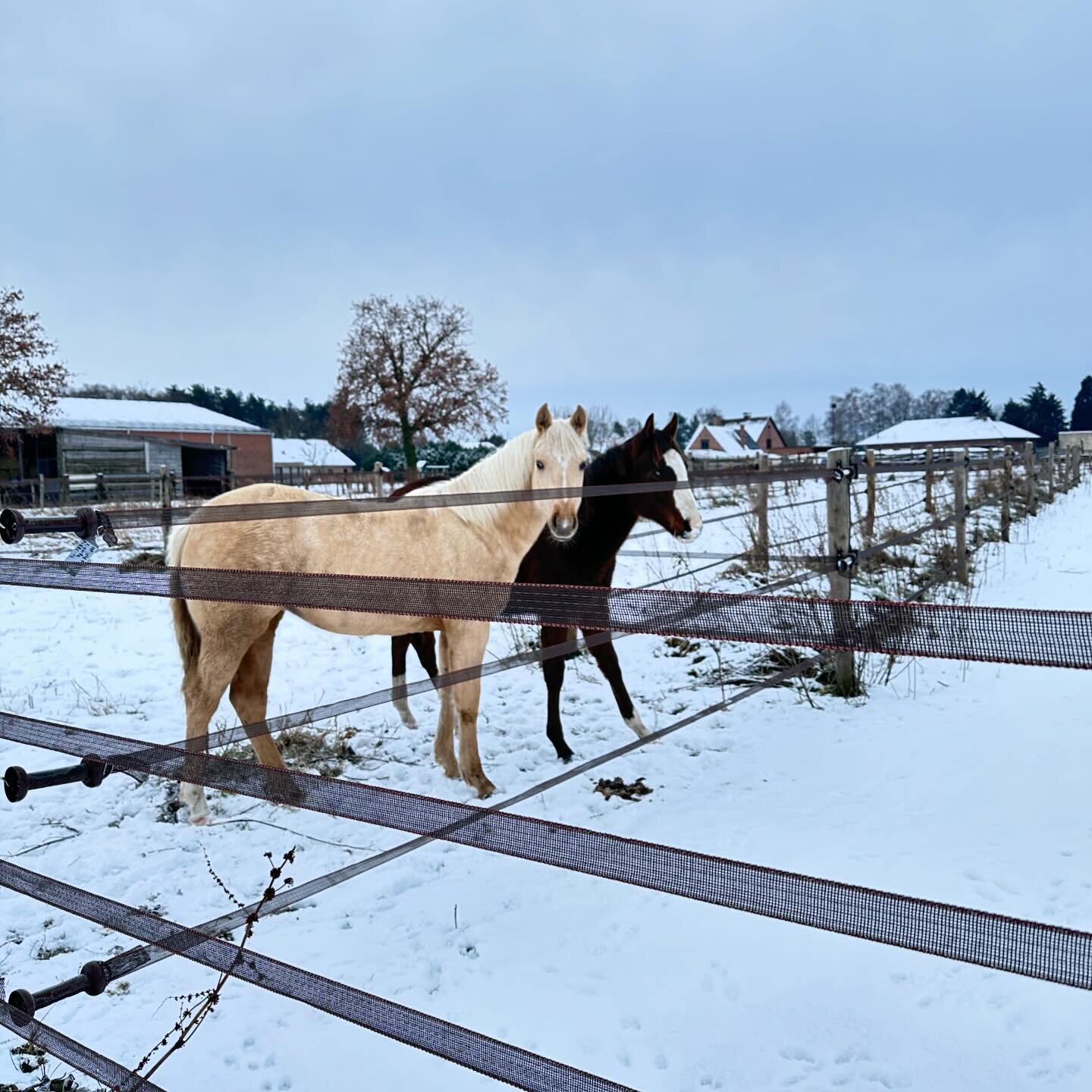 Paarden maken het goed in de sneeuw ❄️ 
www.Remmingtonsranch.be
&mdash;&mdash;&mdash;&mdash;&mdash;&mdash;&mdash;&mdash;&mdash;&mdash;&mdash;&mdash;&mdash;&mdash;&mdash;&mdash;&mdash;&mdash;&mdash;&mdash;&mdash; 

#paarden #horses #paard #stal #ranch