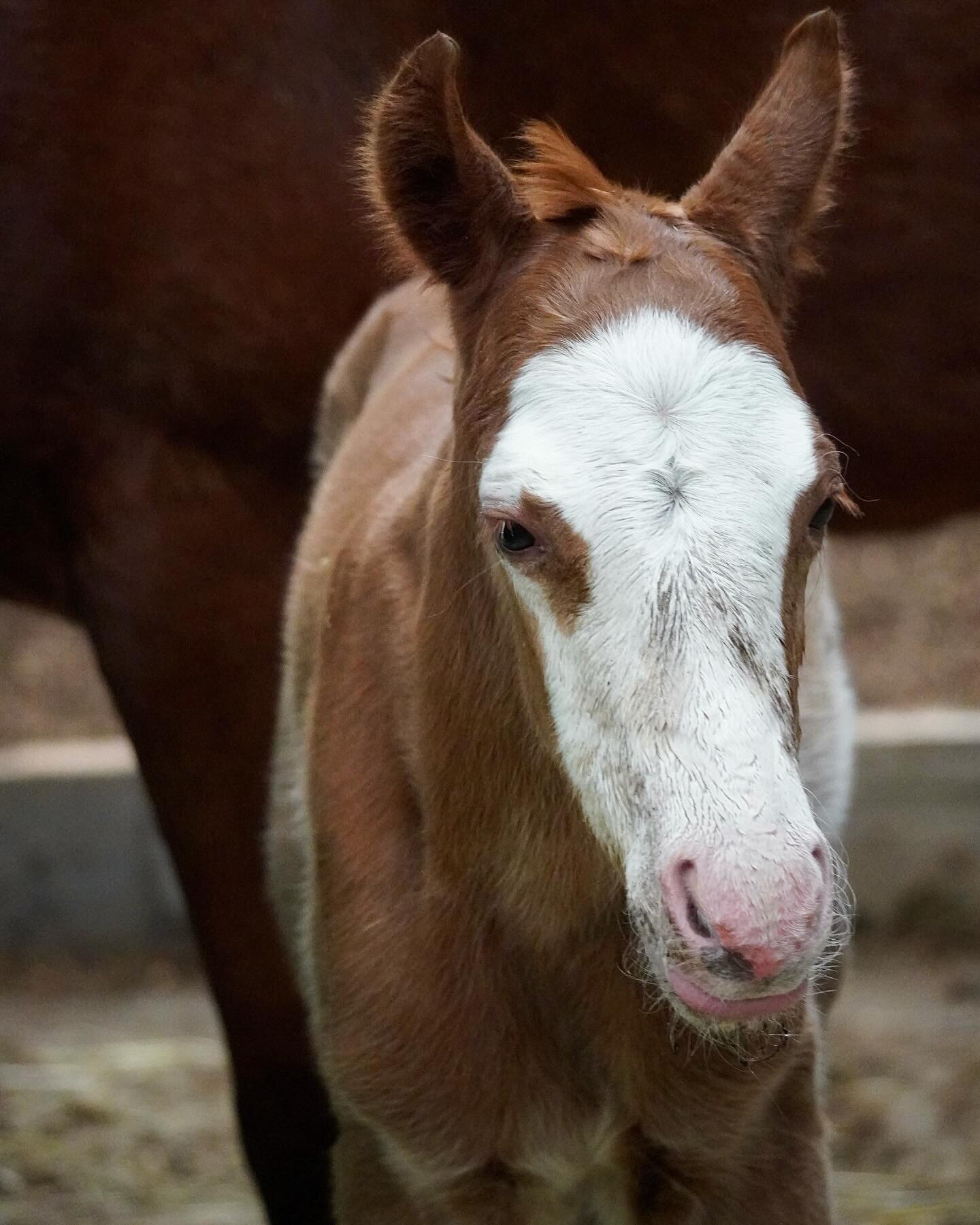 Welcome to the world little one 🩵
Gister is ons eerste veulentje geboren op Remmington&rsquo;s Ranch!
Sparky en mama maken het goed.
Hengstje Gunners Revolution  x RX Hollywood affair (smart n sparkin)
Is het geen knapperd?!

@gunners.revolution.off