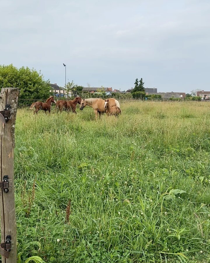 Genieten!!

www.Remmingtonsranch.be
&mdash;&mdash;&mdash;&mdash;&mdash;&mdash;&mdash;&mdash;&mdash;&mdash;&mdash;&mdash;&mdash;&mdash;&mdash;&mdash;&mdash;&mdash;&mdash;&mdash;&mdash; 

#paarden #horses #paard #stal #ranch #remmingtonsranch #remmingt
