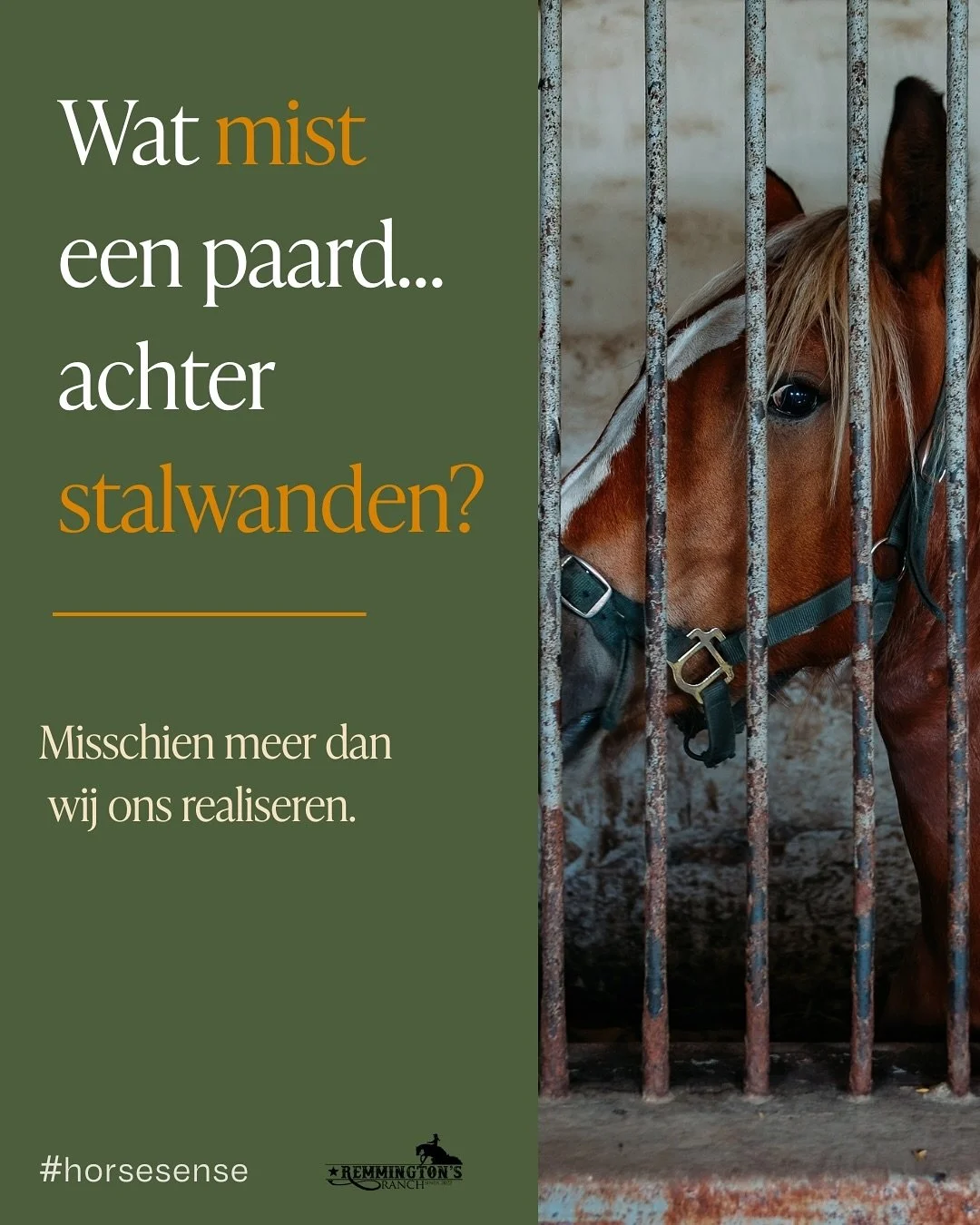 Wat mist een paard&hellip; achter stalwanden?
Misschien meer dan we ons realiseren.

Wist je dat een paard in het wild dagelijks 30&ndash;40 km aflegt?
En dat hij bijna non-stop eet, altijd samen met zijn kudde? 

✦ Op stal halen veel paarden vaak no