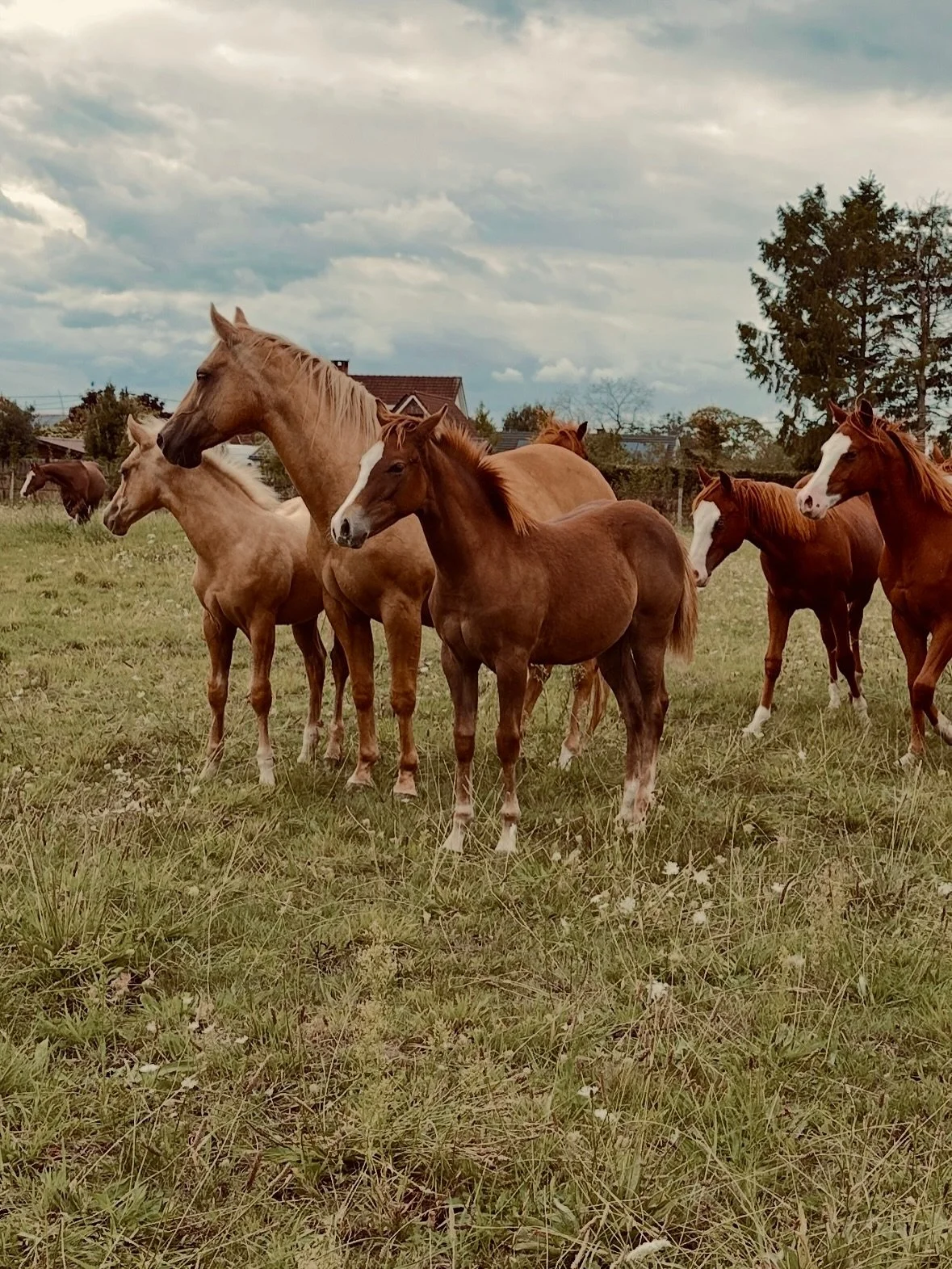 Proud 🧡

www.Remmingtonsranch.be
&mdash;&mdash;&mdash;&mdash;&mdash;&mdash;&mdash;&mdash;&mdash;&mdash;&mdash;&mdash;&mdash;&mdash;&mdash;&mdash;&mdash;&mdash;&mdash;&mdash;&mdash; 

#paarden #horses #paard #stal #ranch #remmingtonsranch #remmington