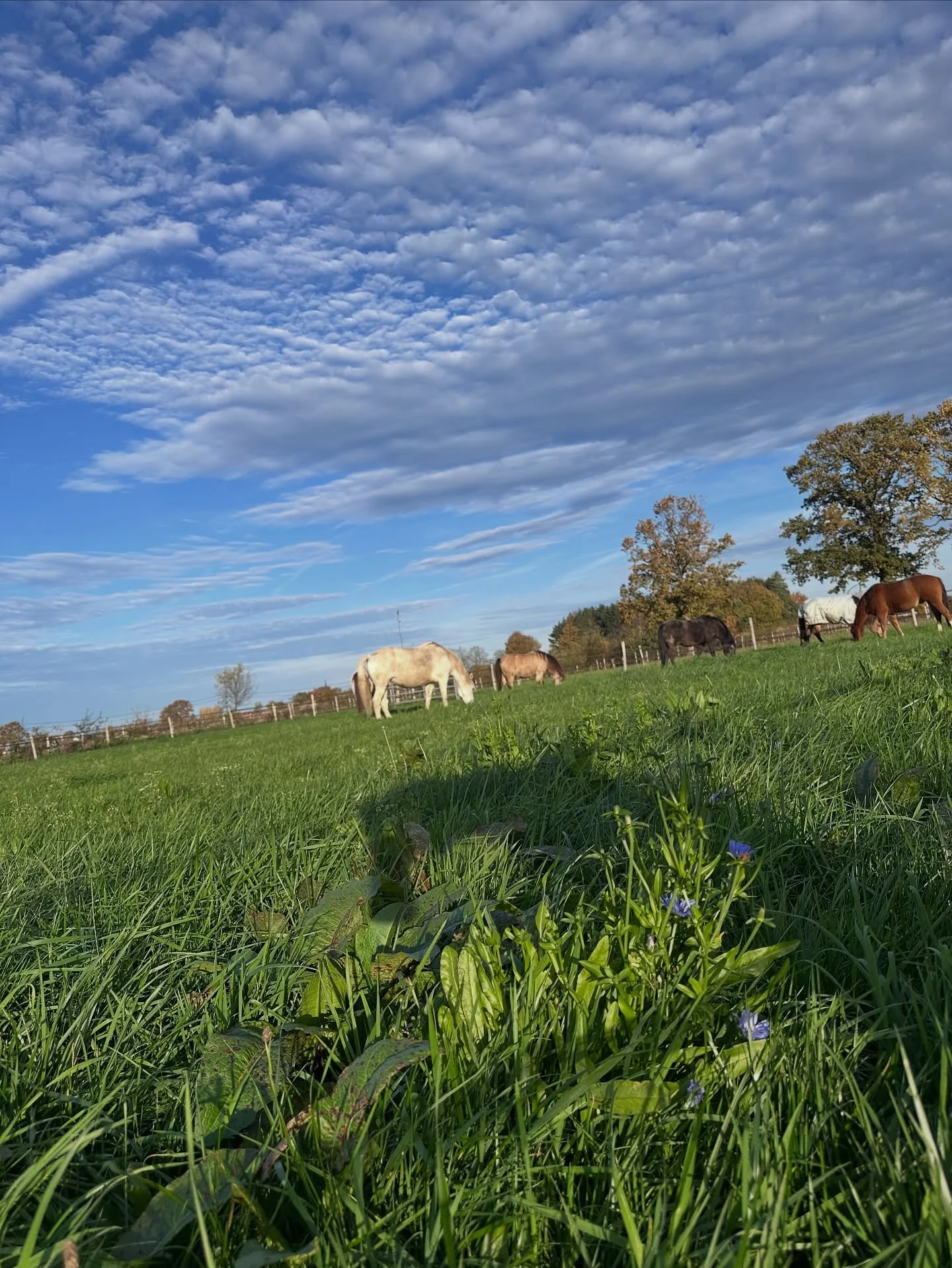 Hoe heerlijk is het als de paarden in november kunnen genieten van een verse weide 🥰

#horselife #paardenleven #ranch #grazen #genieten #november #remmingtonsranch