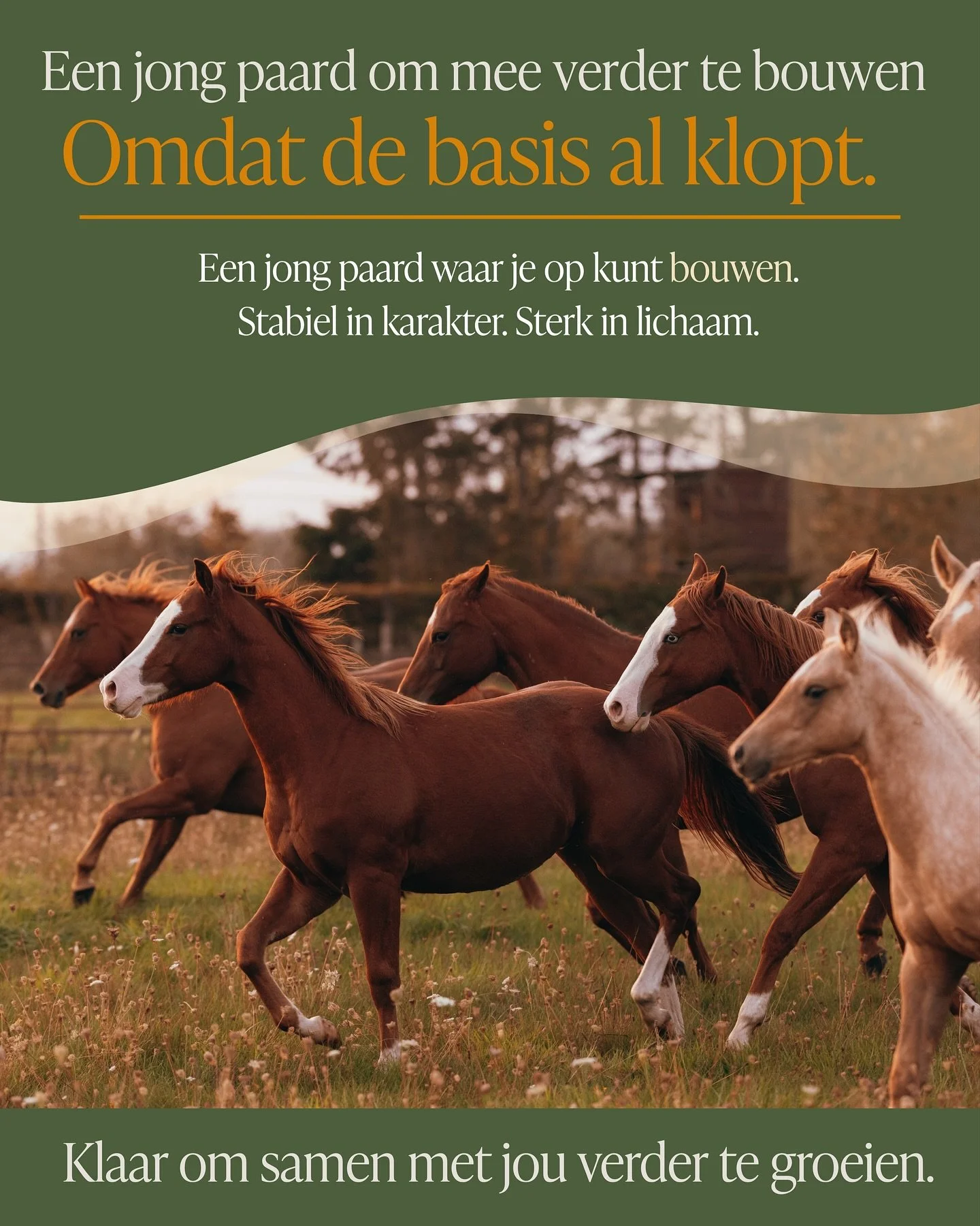 Wij geloven dat de natuur het fundament legt,
en dat echte opvoeding ontstaat
wanneer mens en paard samenleven in rust.

Onze jonge paarden groeien op in een hechte kudde
van merries en veulens van verschillende leeftijden.
Ze leren van elkaar &mdash
