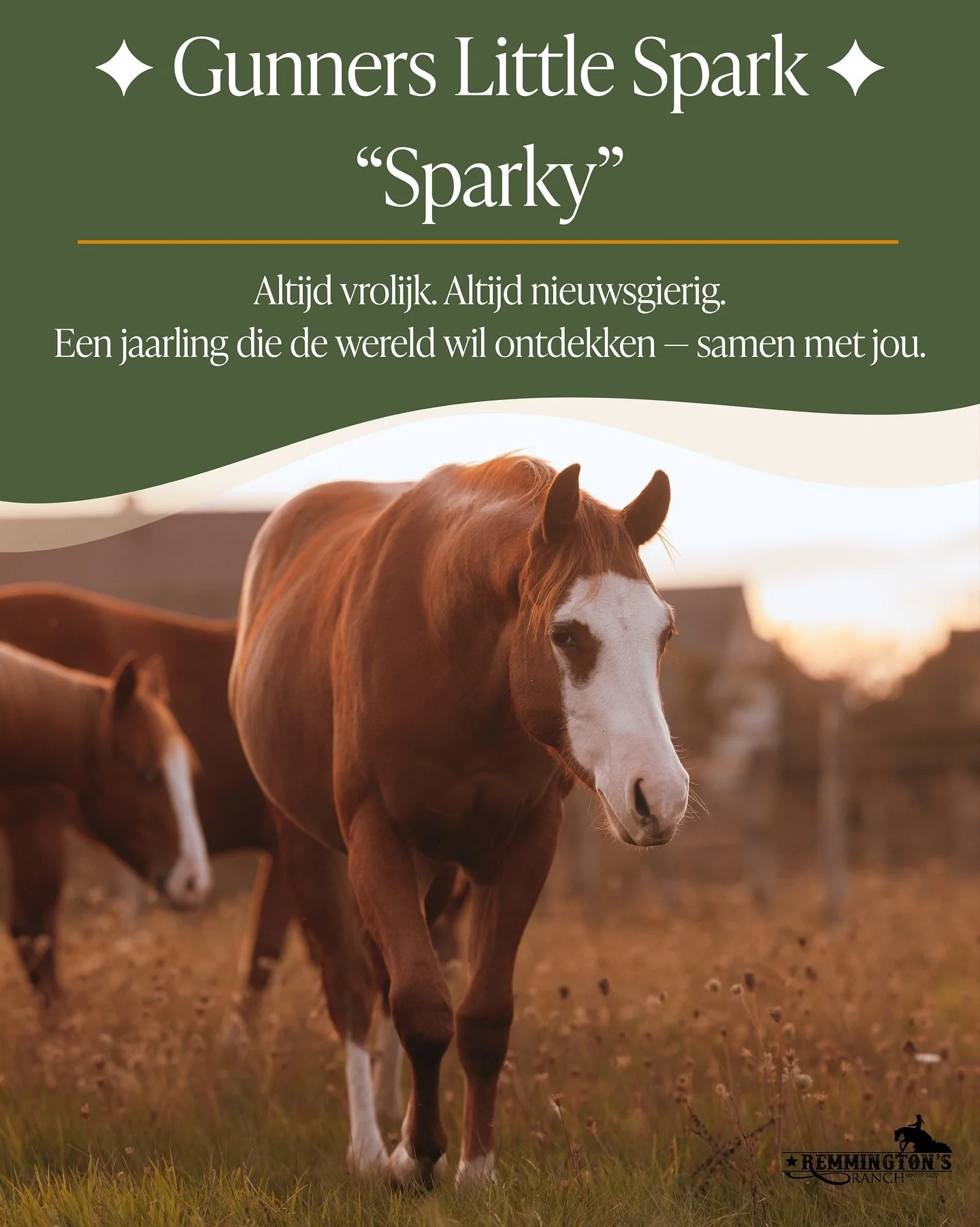 Bekijk in de foto&rsquo;s  het verhaal van &ldquo;Sparky&rdquo; Gunners Little Spark.
Geboren 20 maart 2024 &ndash; Ruin &ndash; AQHA/APHA ingeschreven &ndash; 6 panel clean

Een jaarling met body, balans en een vleugje attitude.

Altijd vrolijk, alt