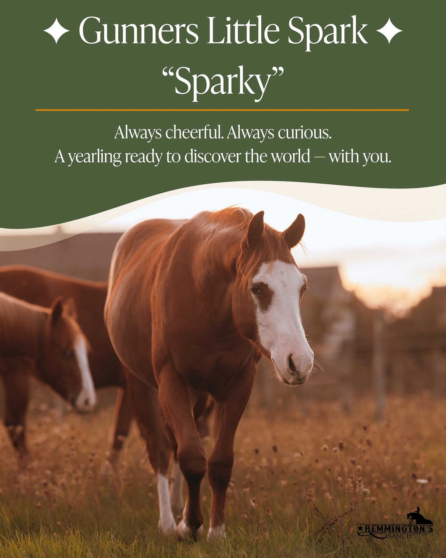 View the photos to discover the story of &ldquo;Sparky&rdquo; &ndash; Gunners Little Spark.

Born March 20, 2024 &ndash; Gelding &ndash; AQHA/APHA registered &ndash; 6 Panel Clean

A yearling with body, balance, and a spark of attitude.
Always cheerf