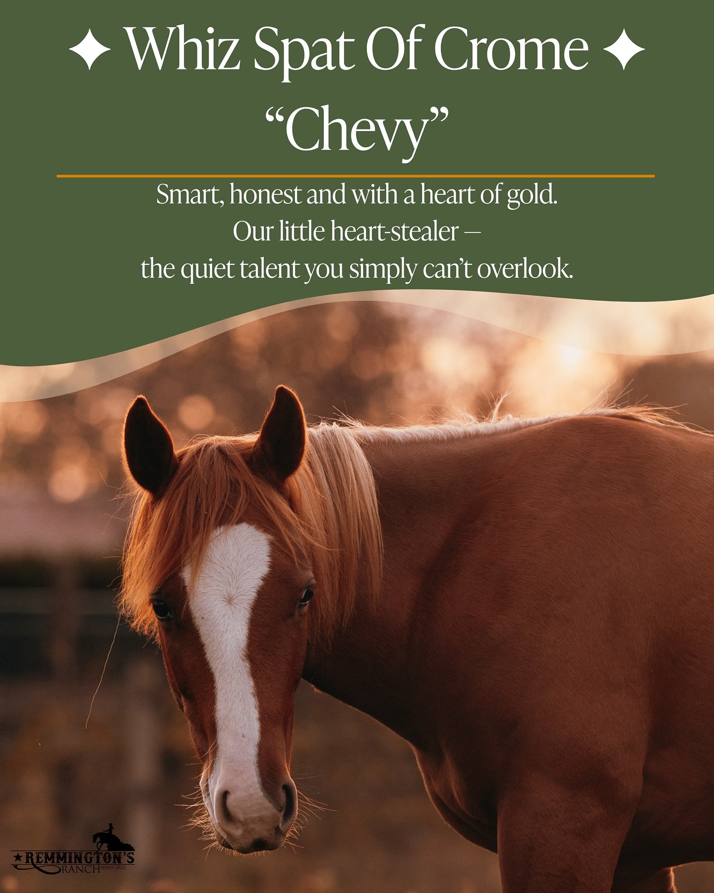 View the photos to discover the story of &ldquo;Chevy&rdquo; &ndash; Whiz Spat Of Crome.

Born June 3, 2024 &ndash; Gelding &ndash; AQHA registered &ndash; 6 Panel Clean

A smart, grounded young gelding
with reining quality in his blood.
Calm, sensit