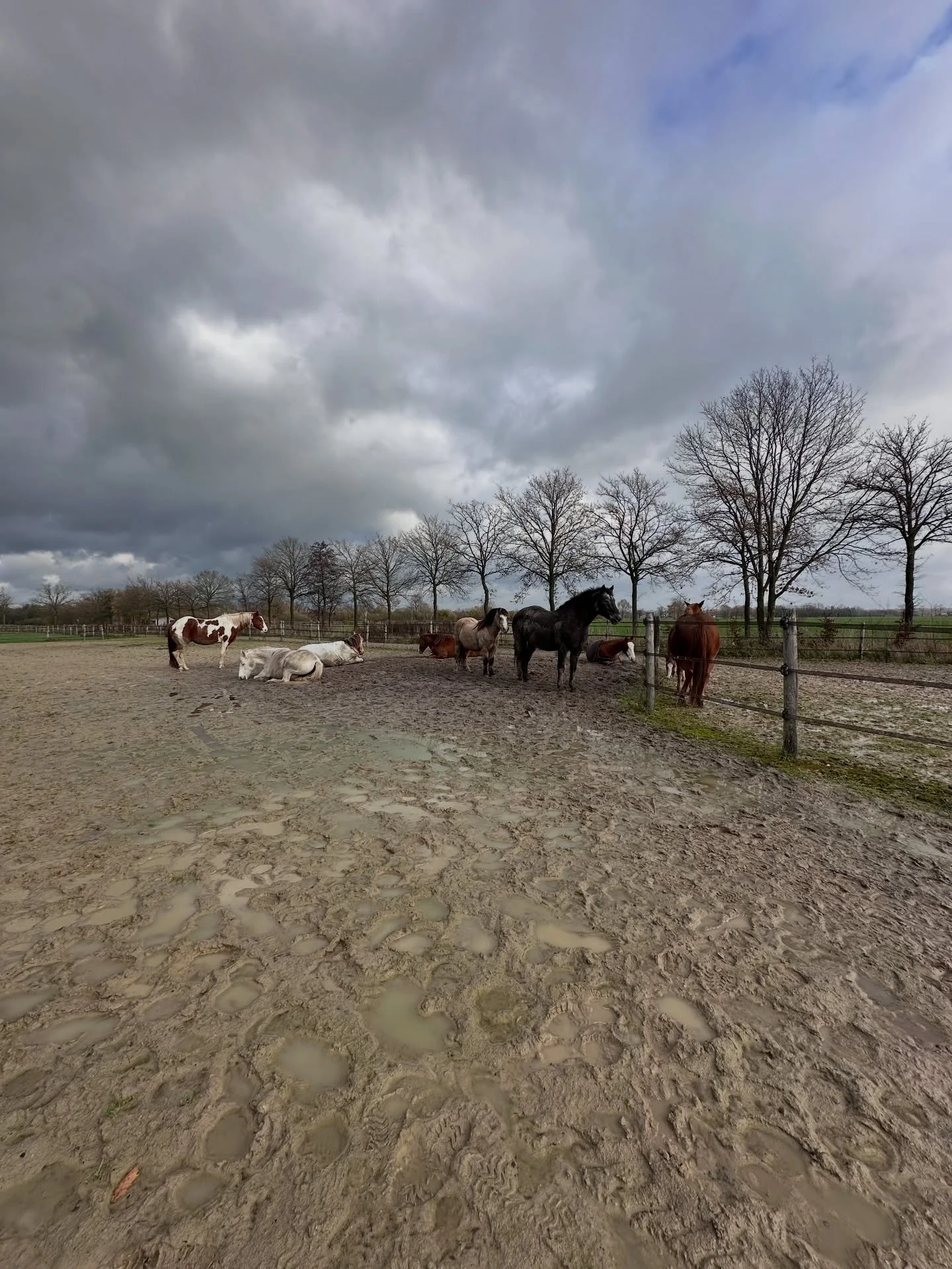 Proud 🫶🏻
We hebben pas 2 nieuwe paarden in de kudde.
Zo bijzonder om de samensmelting van de kudde van dichtbij mee te maken. Als de kudde klopt en de vrije keuze en mooie communicatie samen komen. We zijn echt trots. Trots op &ldquo;onze&rdquo; ku