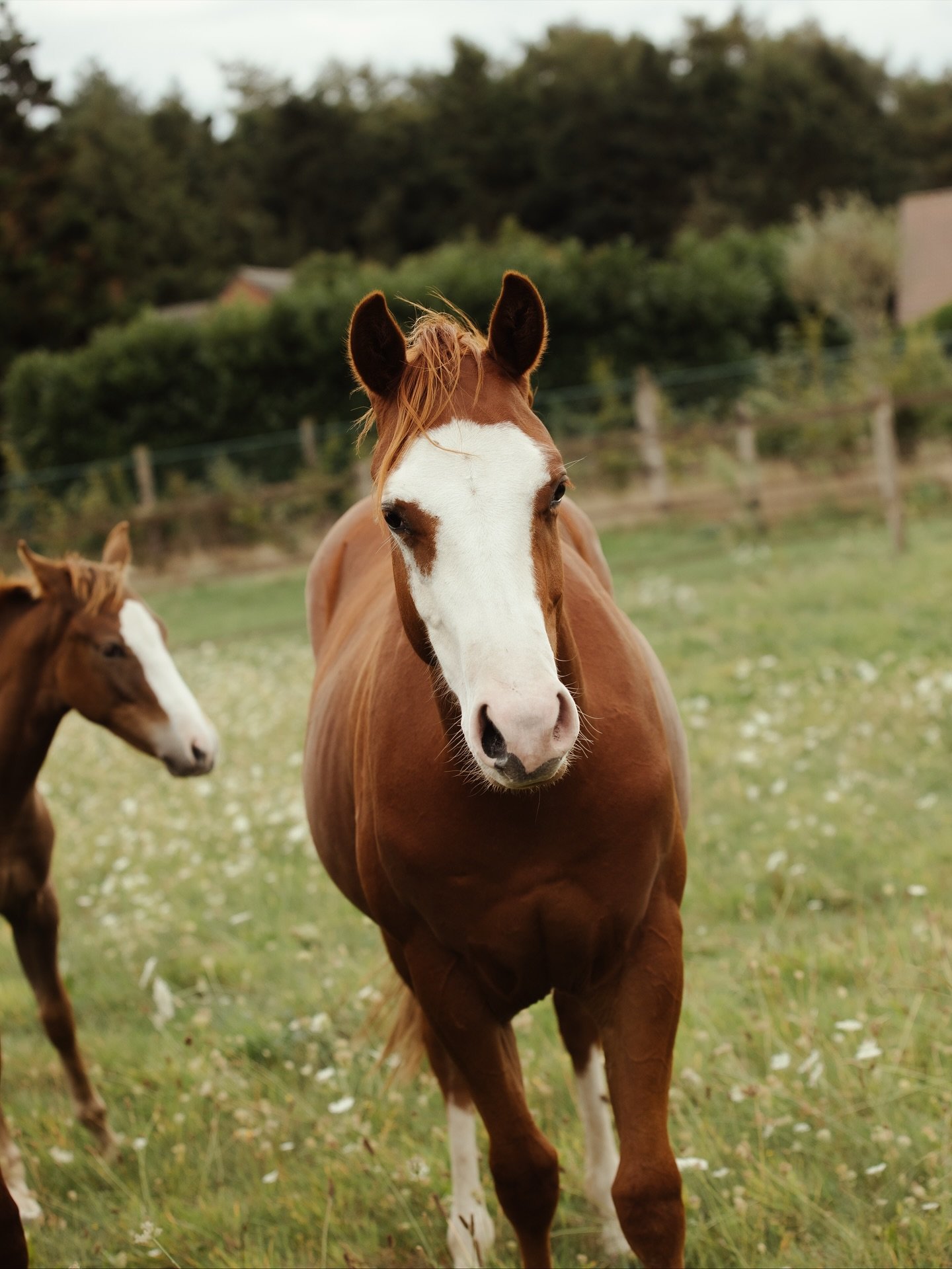 Onze 3 jaarlingen zijn klaar voor een nieuwe partner.
Vind jij het belangrijk dat een jong paard een goede start heeft gekregen?

#aqha #western #jaarling #reining #ranchriding #goedestart #westernpaard #veulen #jaarling #breeding #fokkerij #remmingt