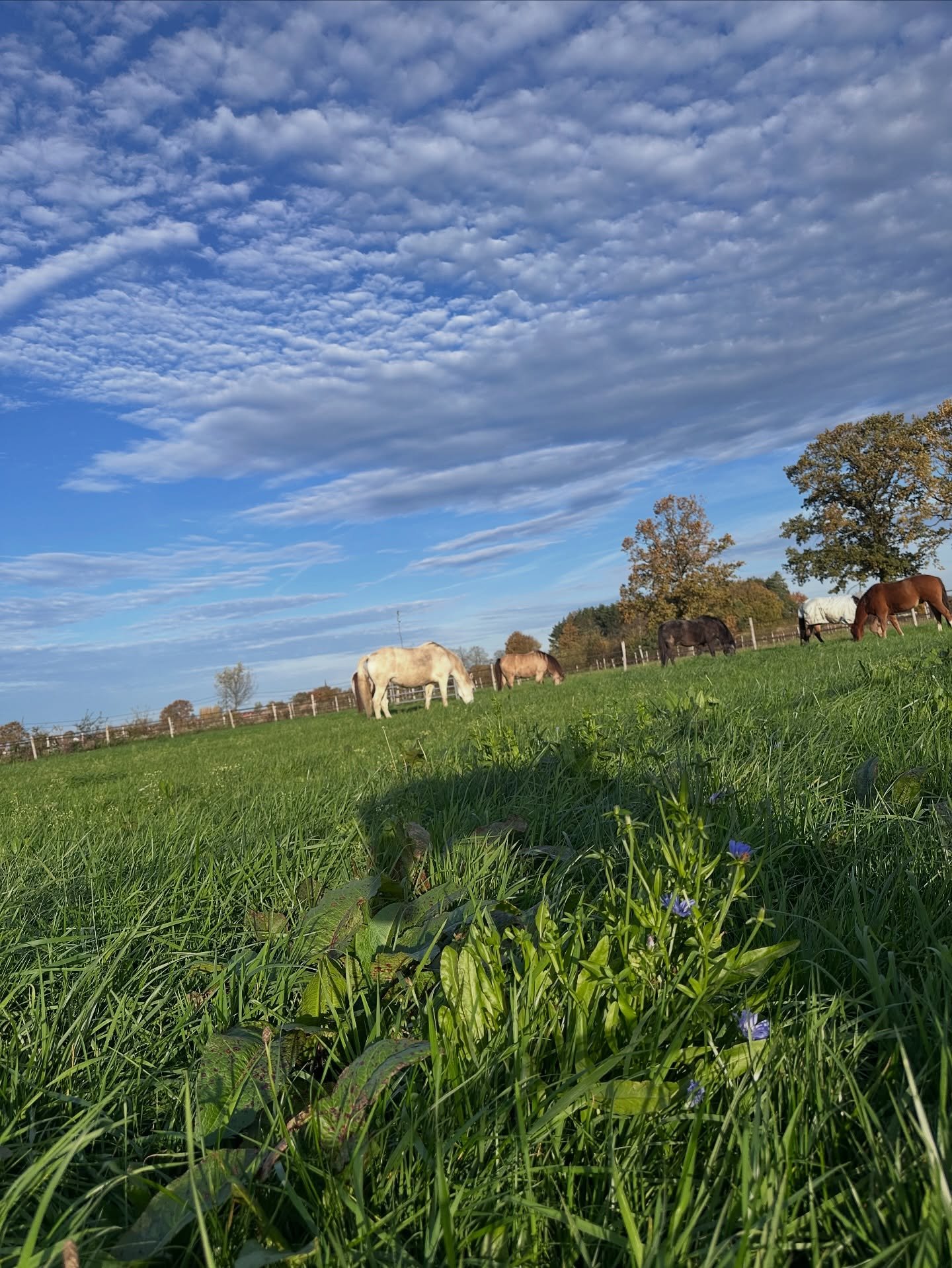 Hoe heerlijk is het als de paarden in november kunnen genieten van een verse weide 🥰

#horselife #paardenleven #ranch #grazen #genieten #november #remmingtonsranch